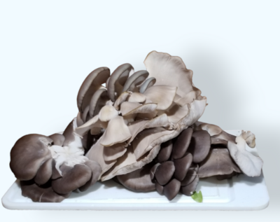 CULTURE DE CHAMPIGNONS
