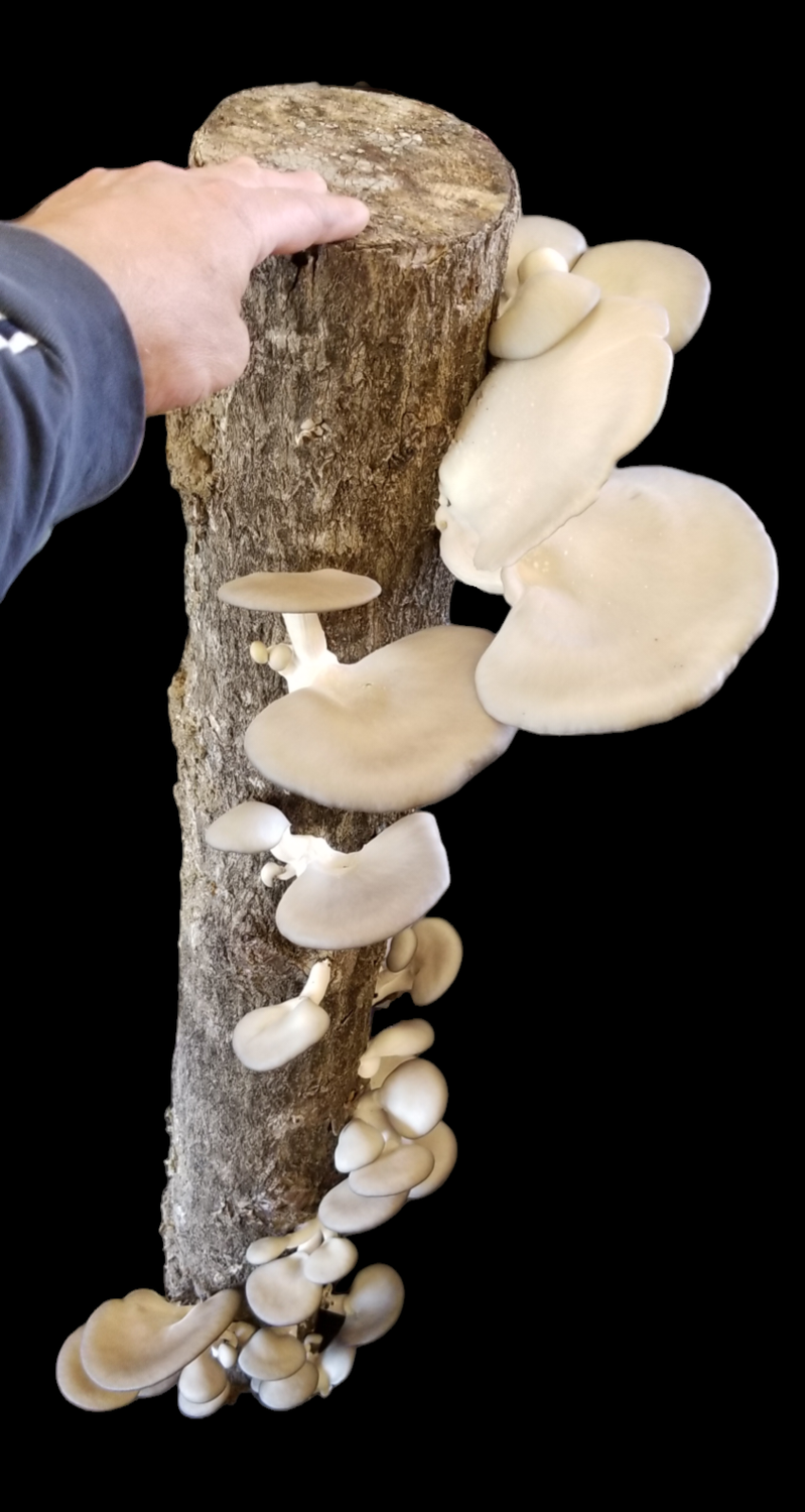 Oyster mushrooms fruiting on a log