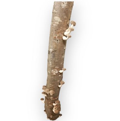 Billot de culture de shiitake
