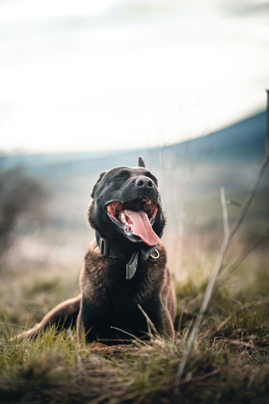 Dutch Shepherd