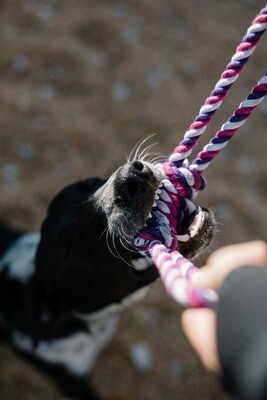Bite Training