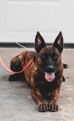 Female Dogs