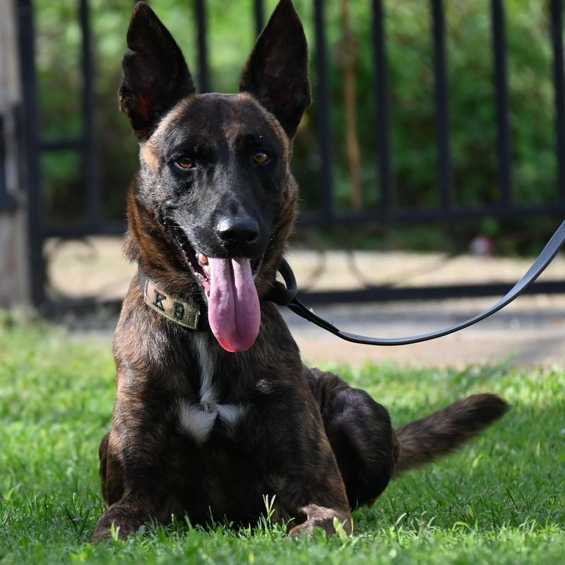 Male Dogs