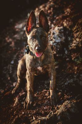 Available Puppies