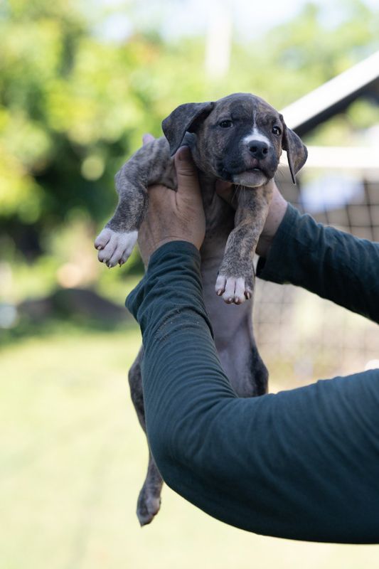 American Bulldog