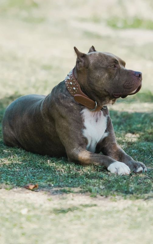 🐾 APBT(American Pit Bull Terrier)