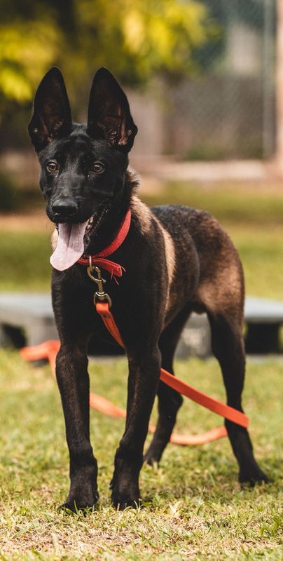 Belgian Malinois