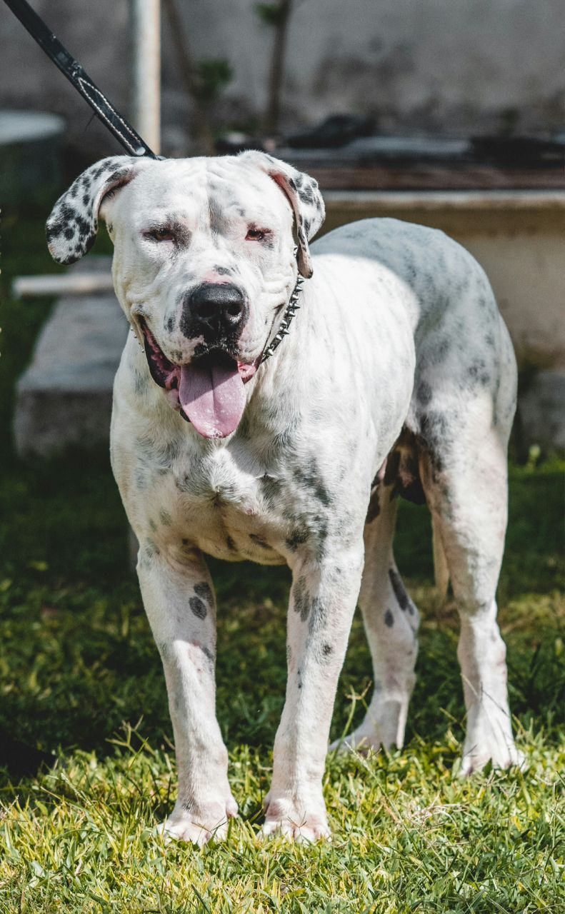 Samson