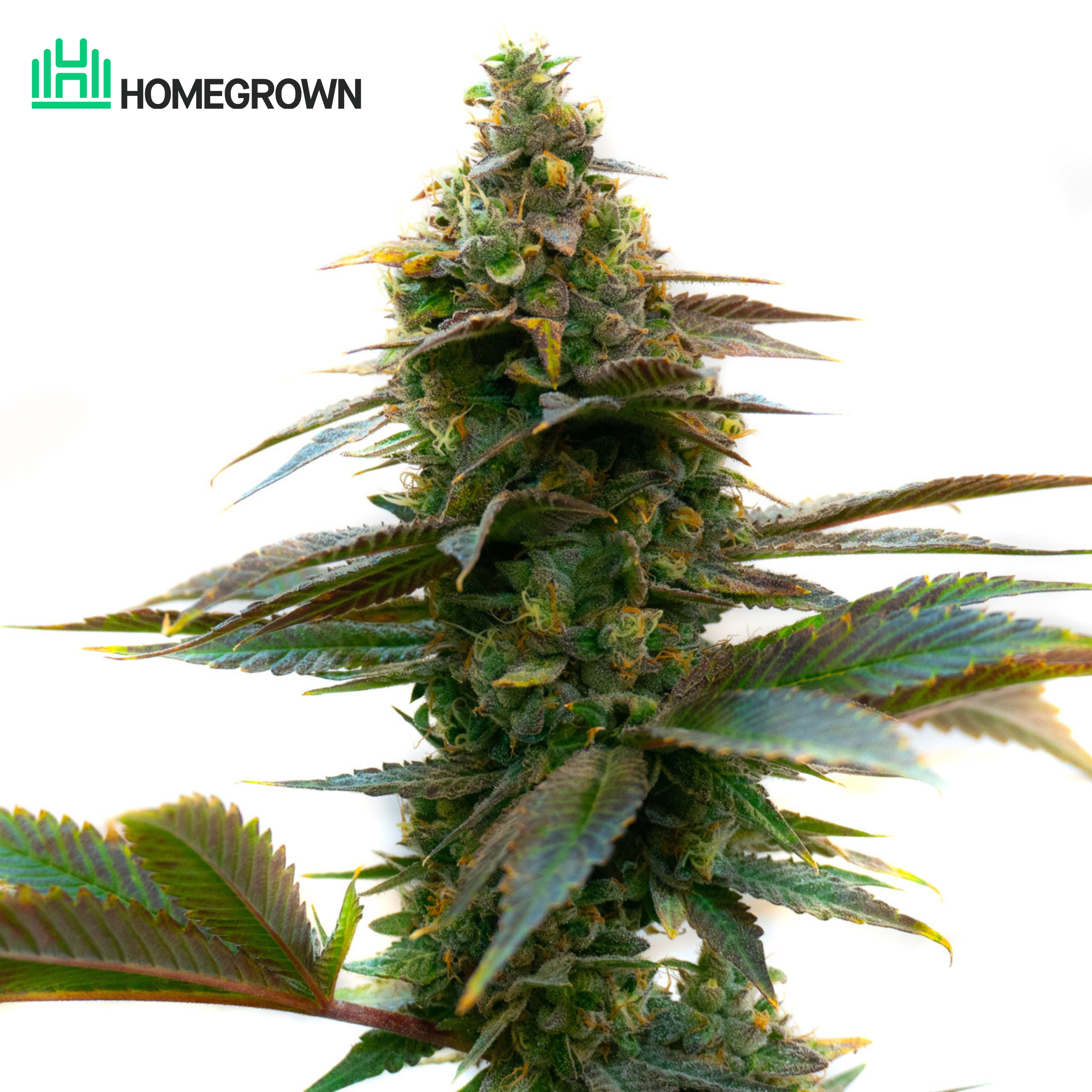 Purple Kush Autoflower Cannabis Seeds