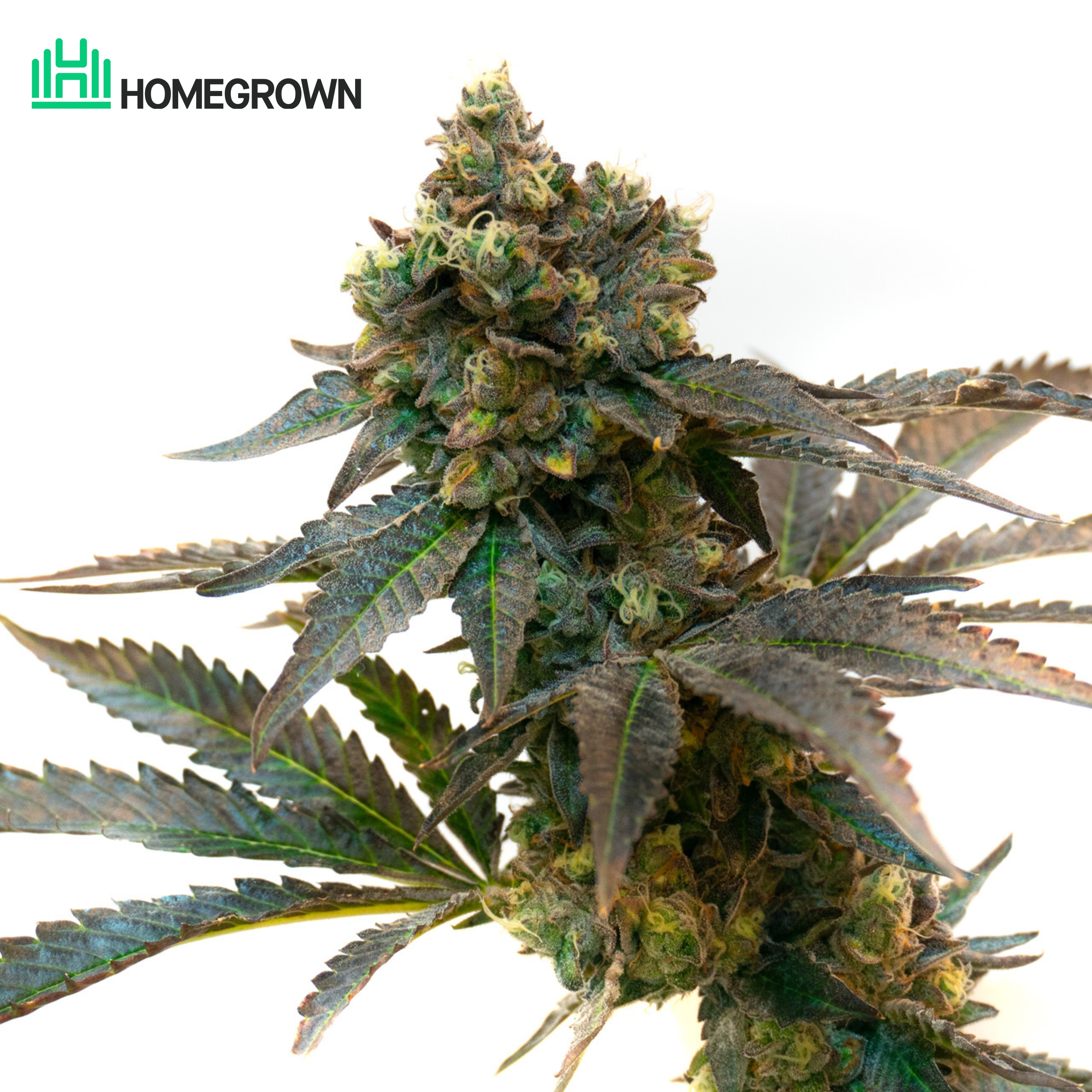 Purple Kush Feminized Cannabis Seeds