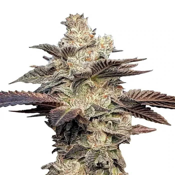Gelato Grape Pie