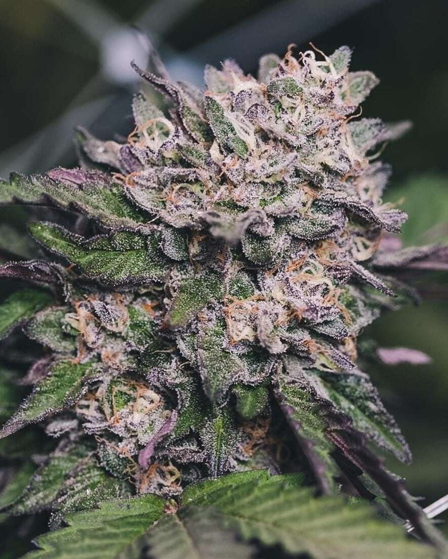 Gelato 33 Cannabis Clones