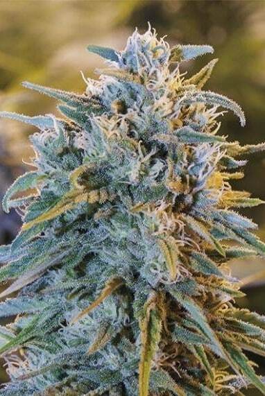 Blue Dream Strain Marijuana Clones