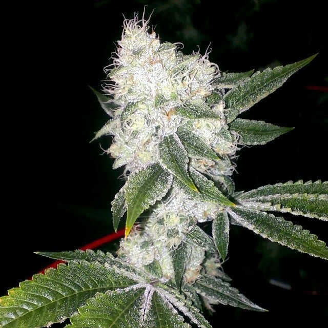 Tahoe OG Cannabis Clones