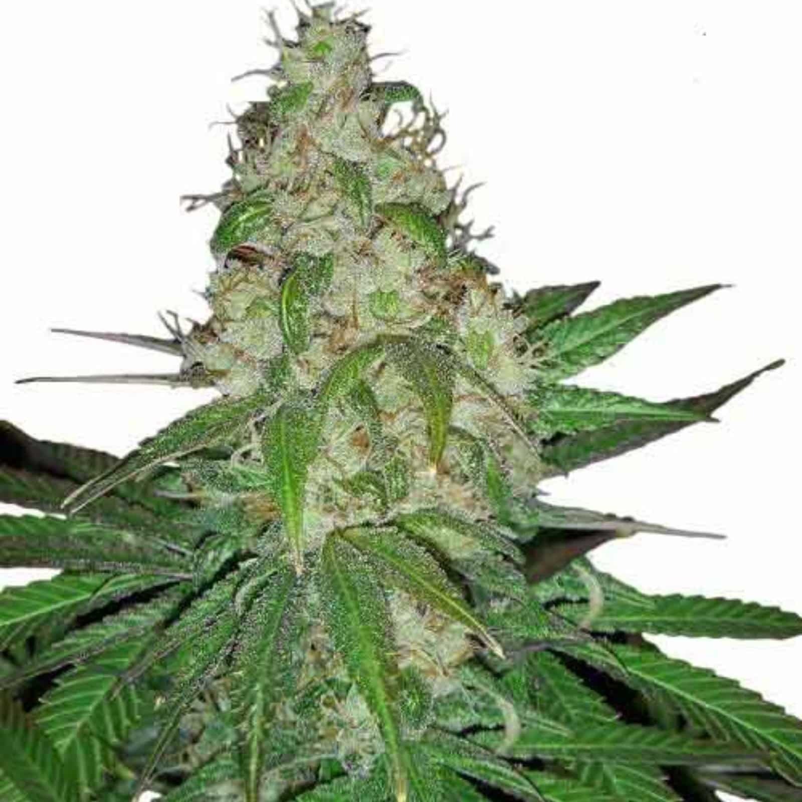 Sour Diesel Marijuana Clones