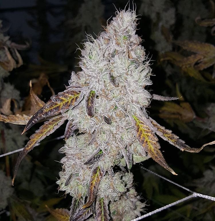 Wedding Cake Cannabis Clones