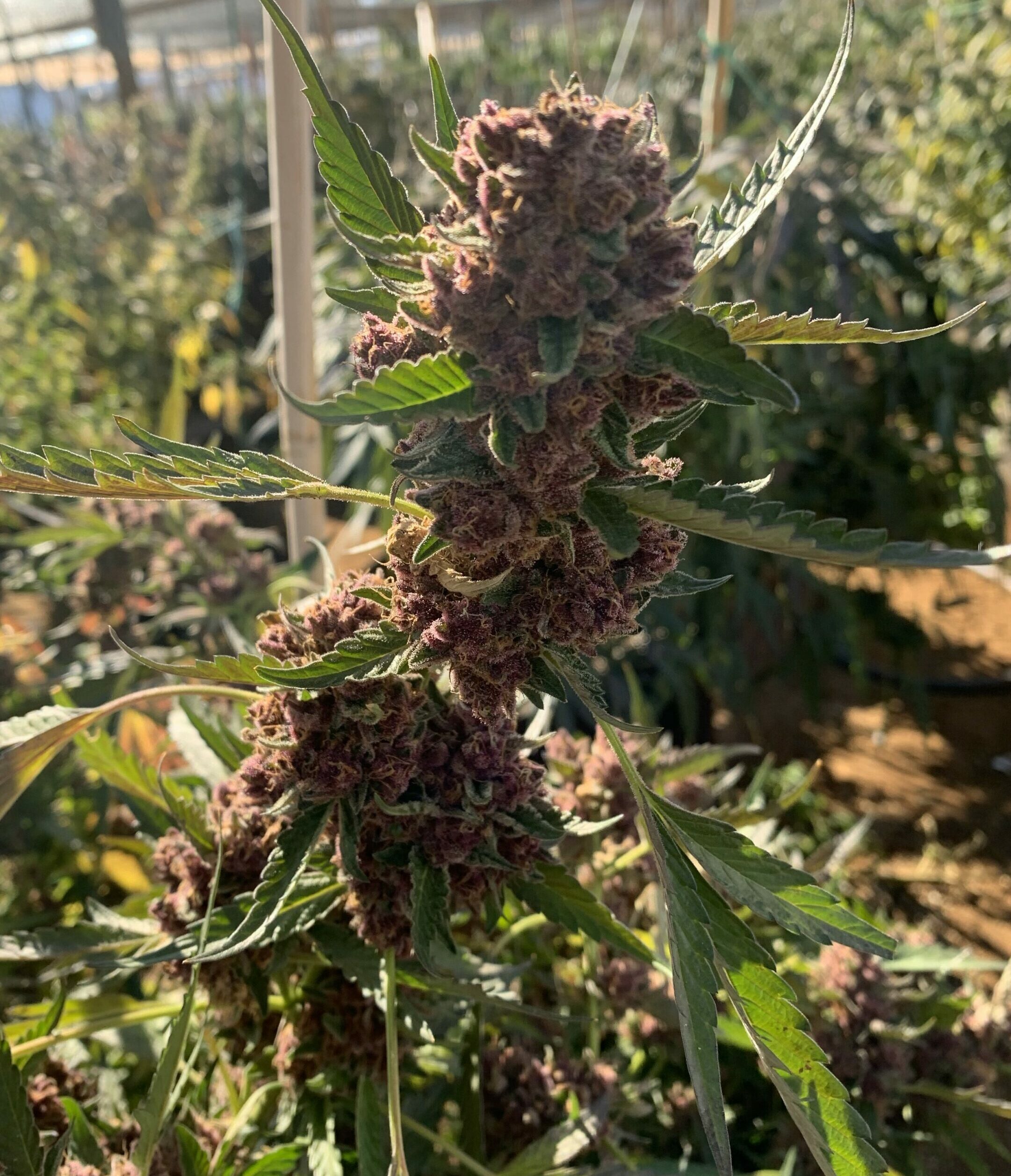 Permanent Marker Strain Marijuana Clones for Sale