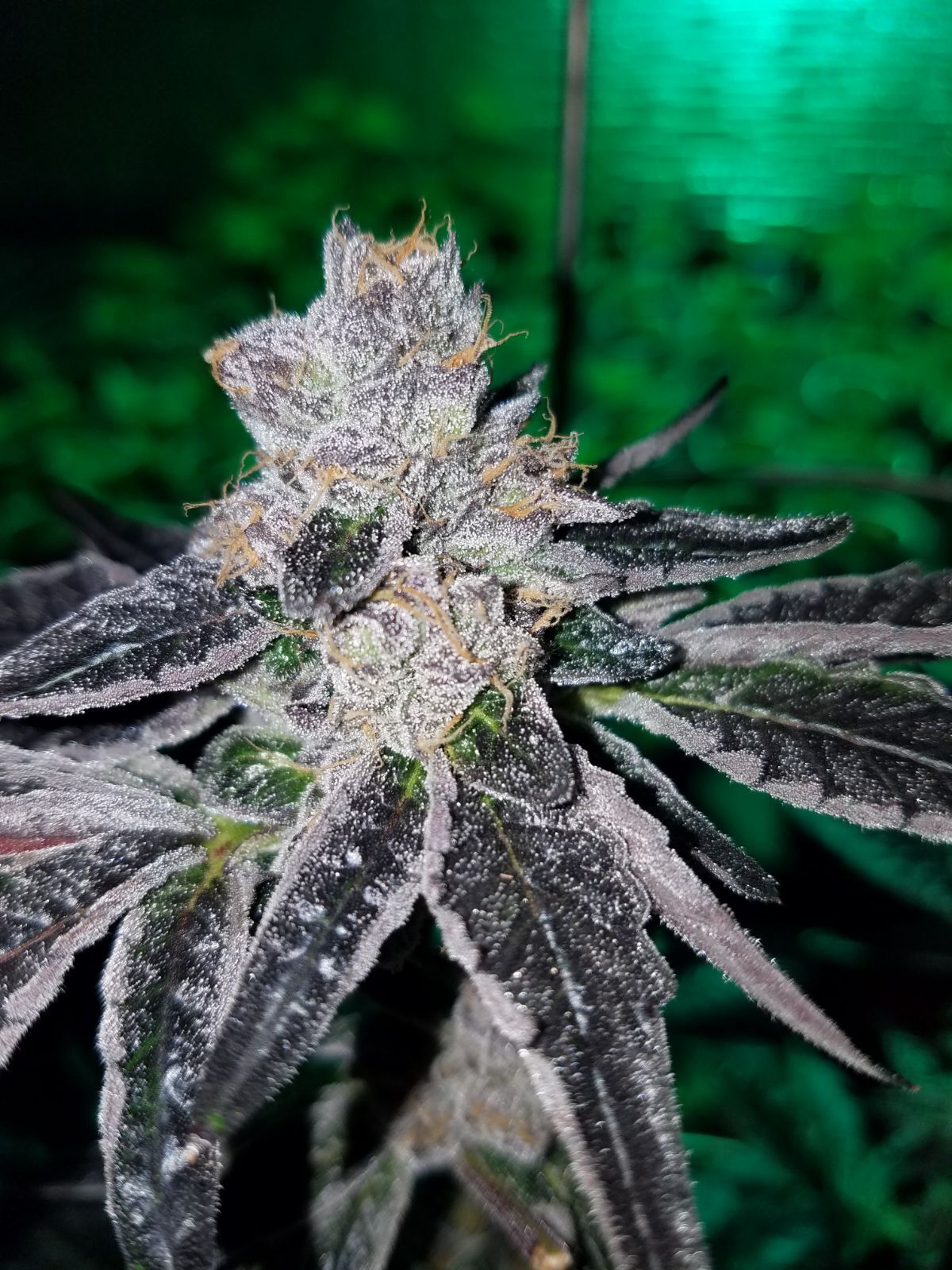 Sunset Sherbert Clones