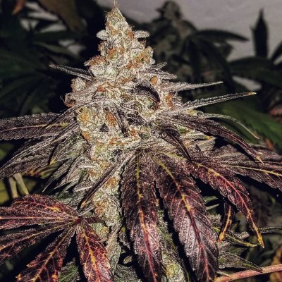 Sundae Driver Marijuana Clones