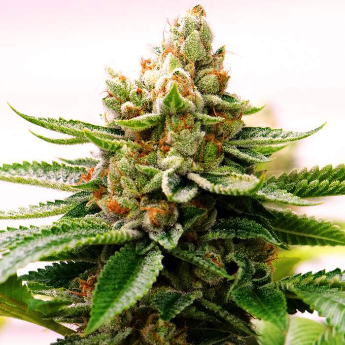 Skywalker OG Cannabis Clones