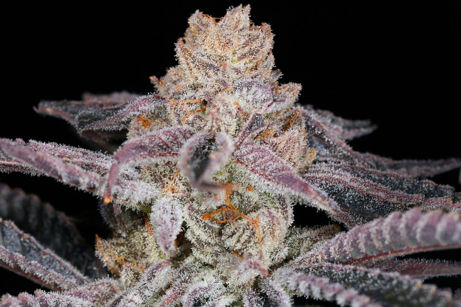 Purple Punch Strain Marijuana Clones