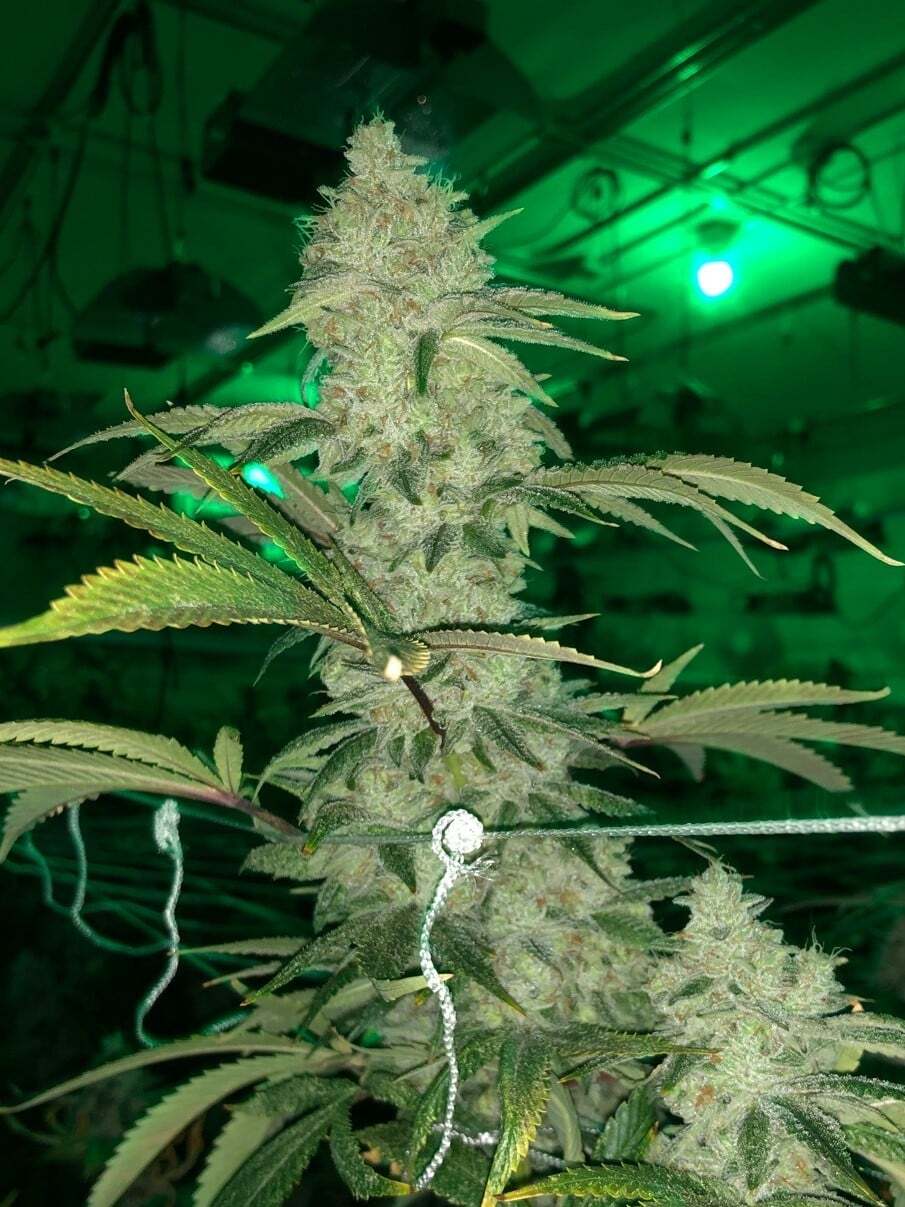 Fire OG Strain Marijuana Clones