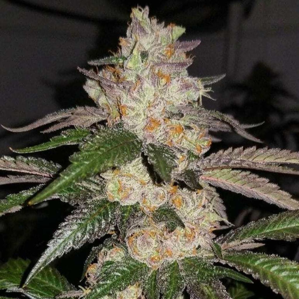 Animal Cookies Strain Cannabis Clones