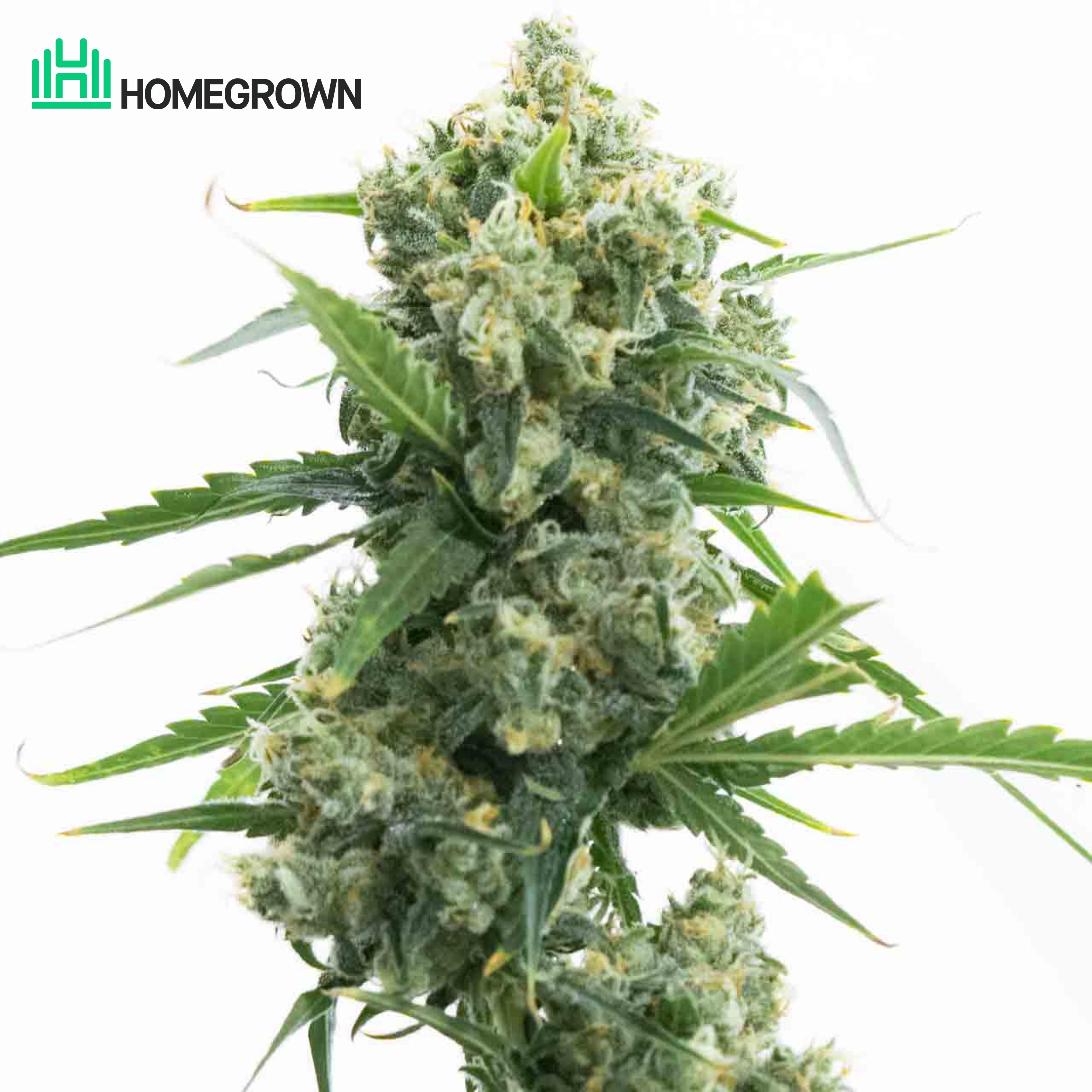 Banana Kush Autoflower Cannabis Seeds