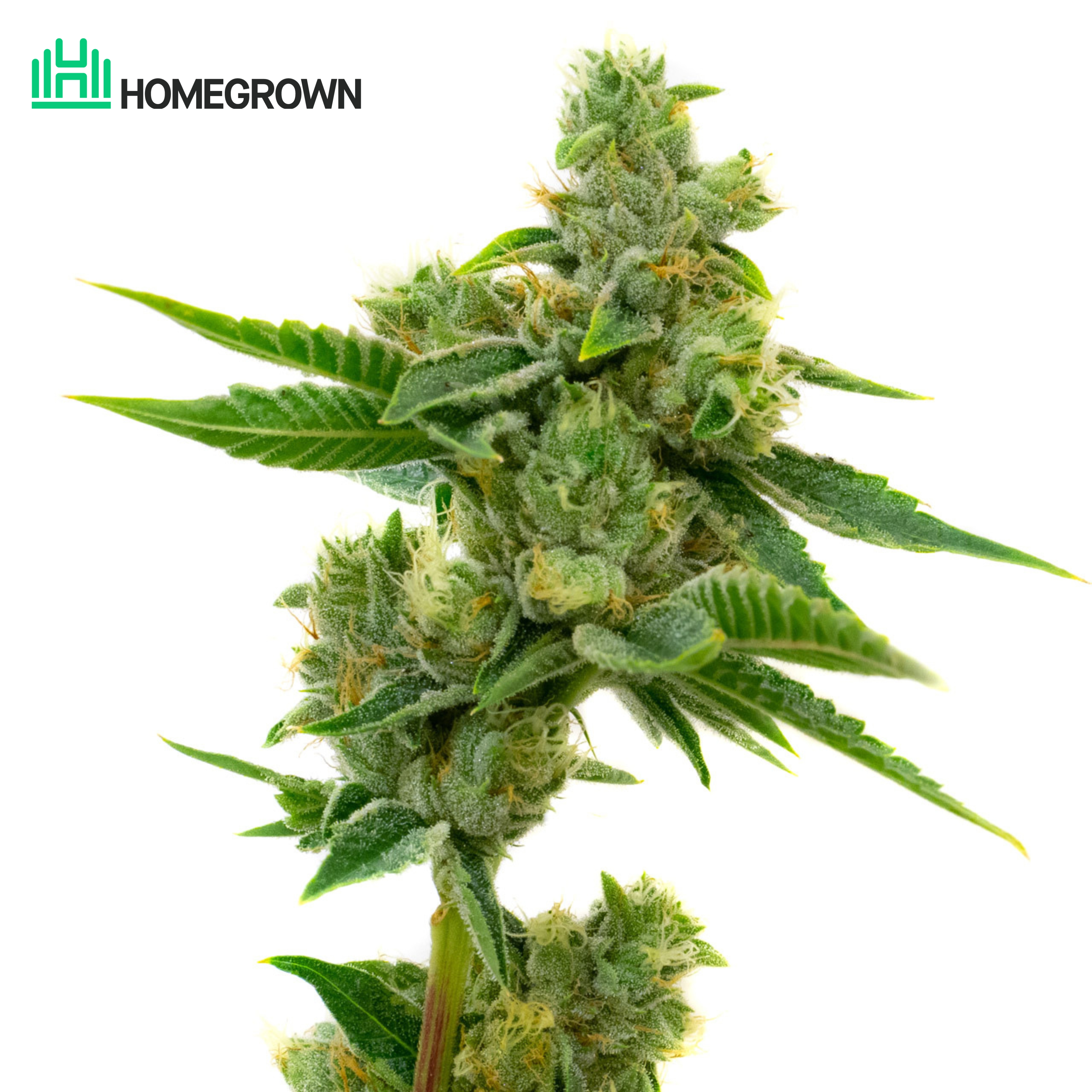 Banana Kush Feminized Cannabis Seeds