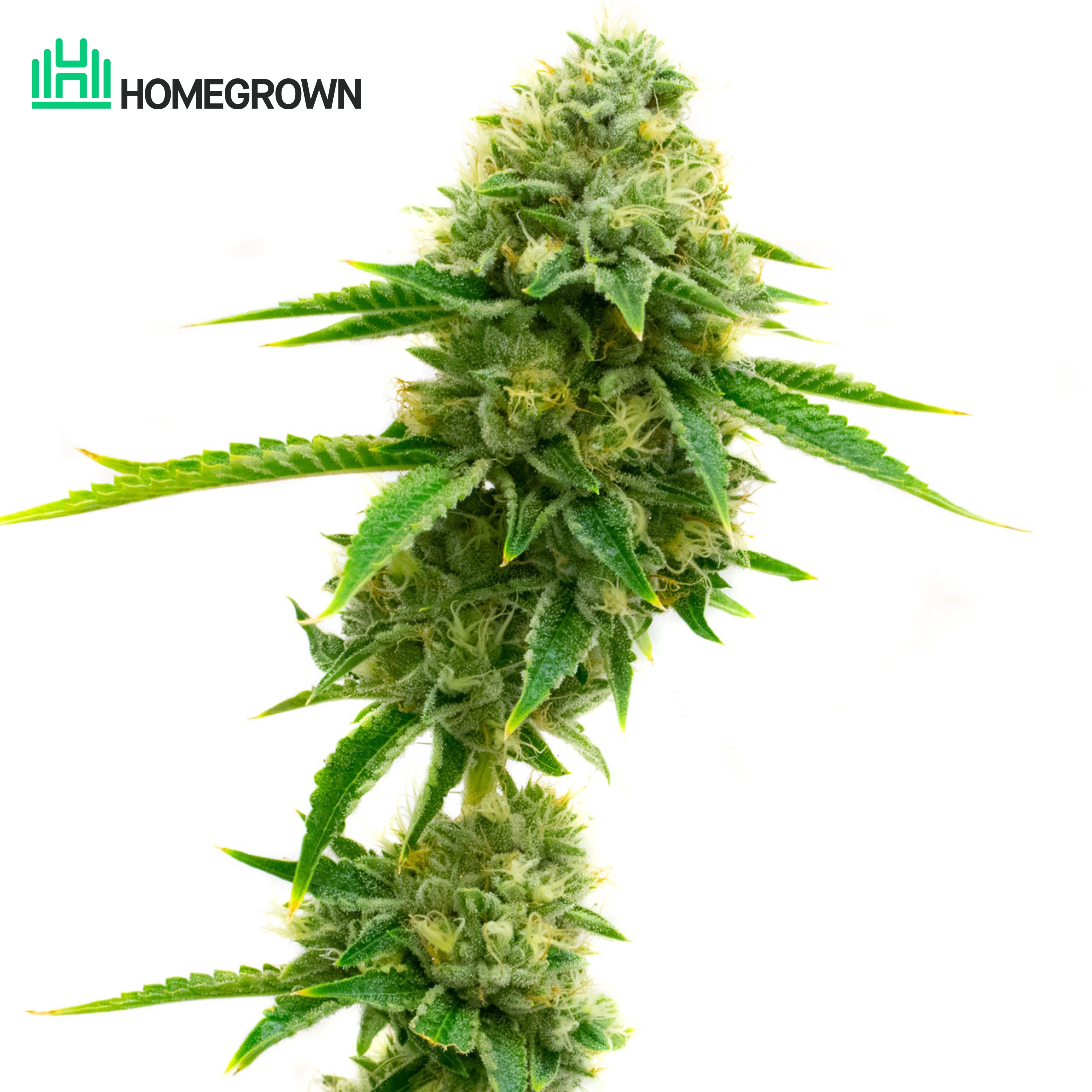 Afghan Feminized Cannabis Seeds