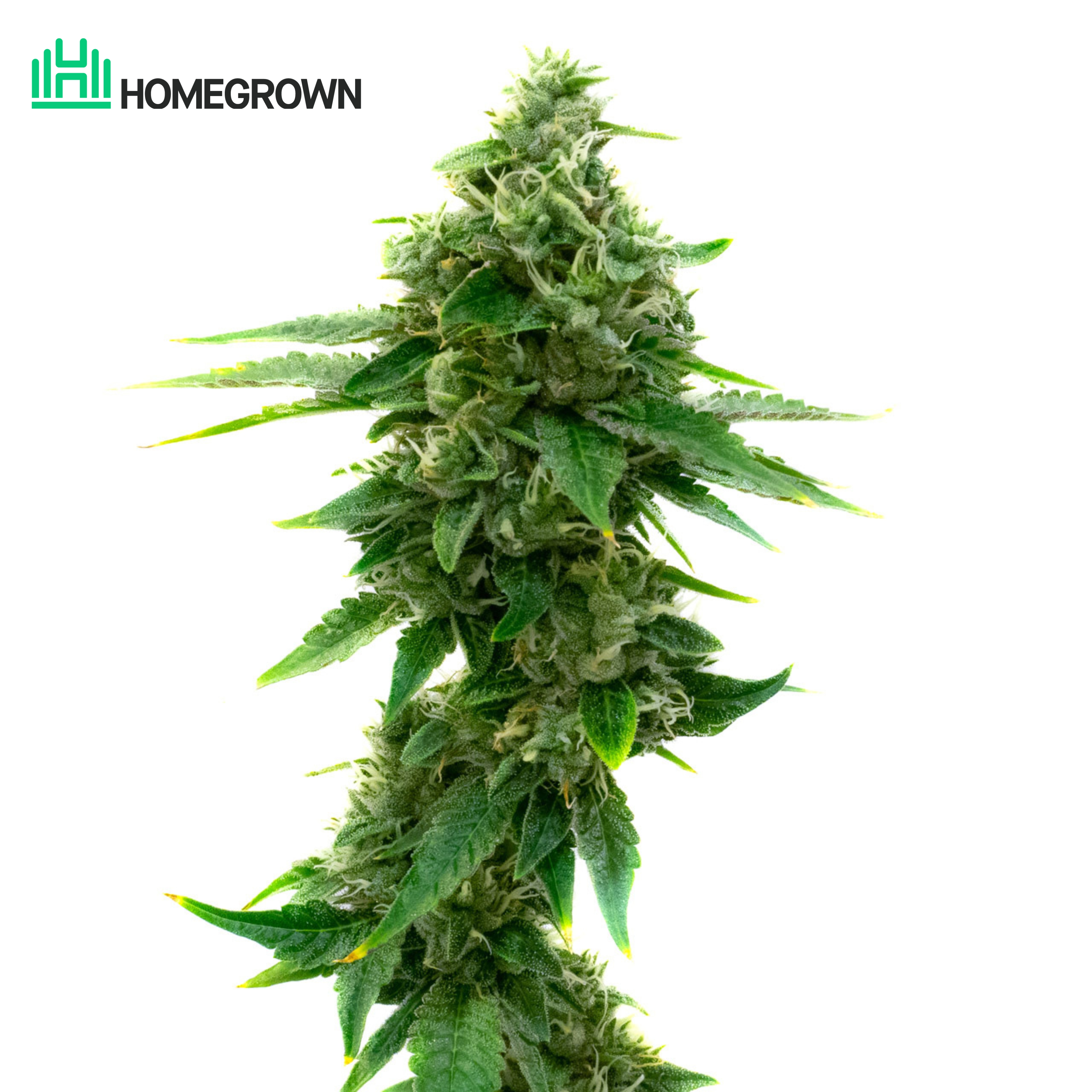 AK-47 Feminized Cannabis Seeds