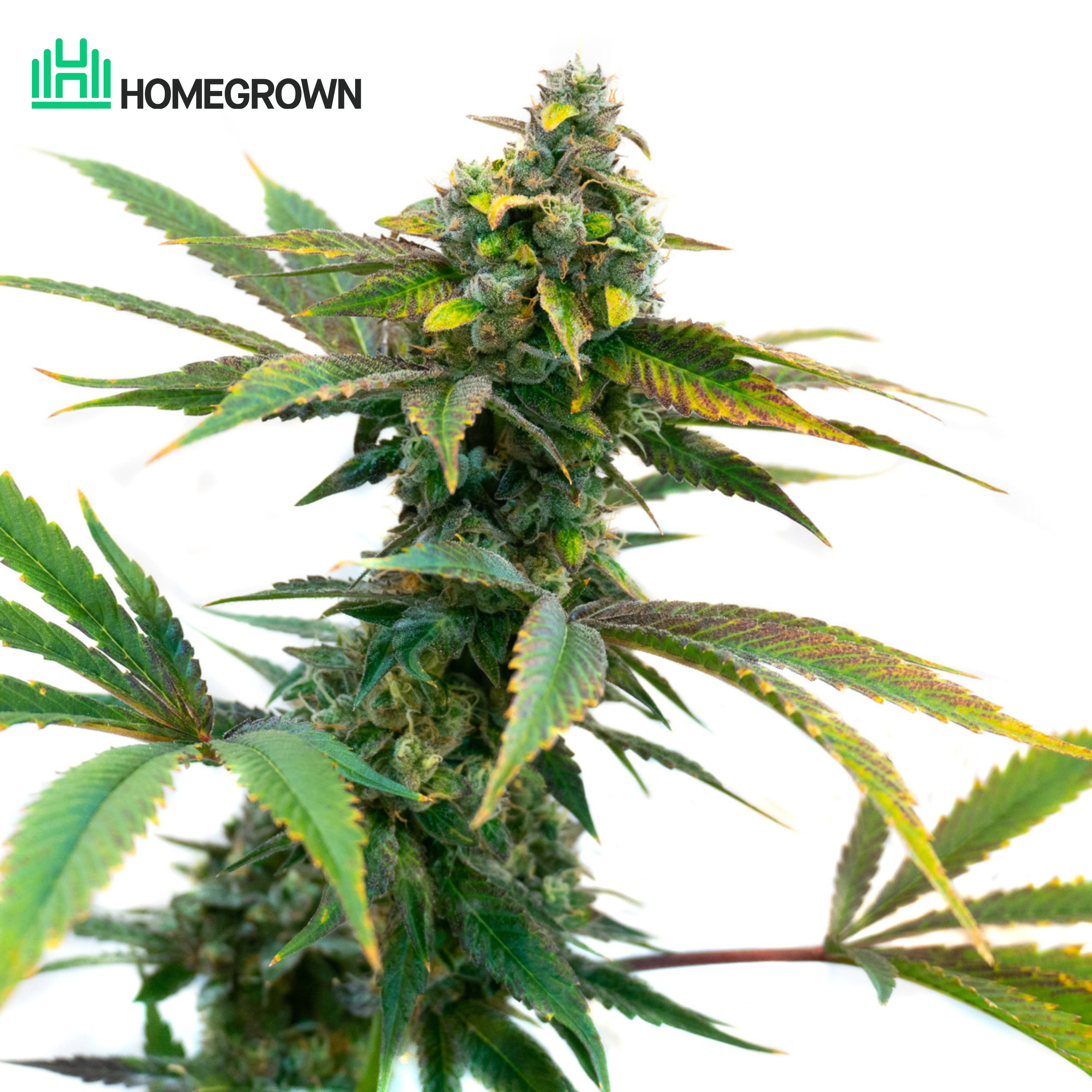 Amnesia Haze Feminized Cannabis Seeds