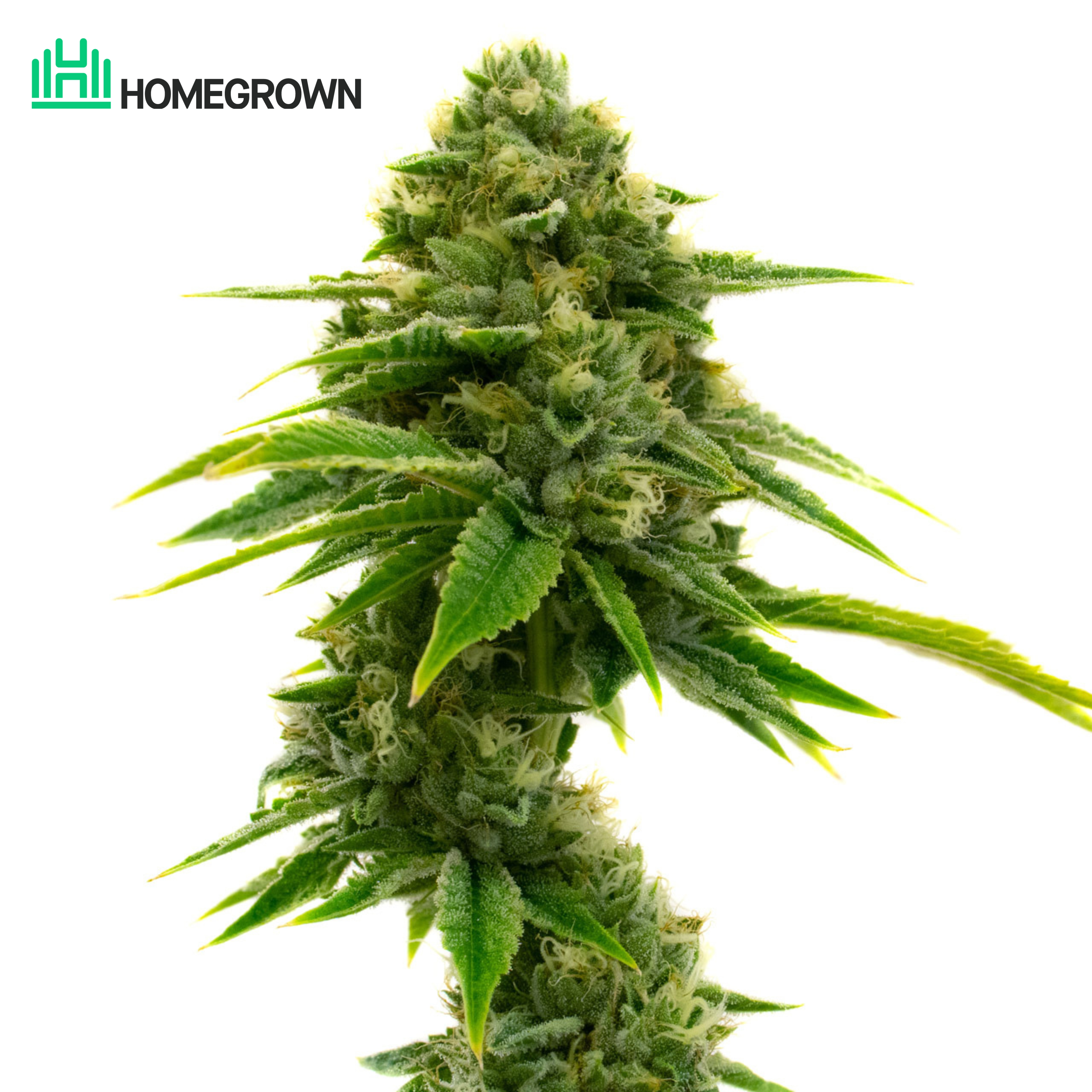 Big Bud Feminized Cannabis Seeds