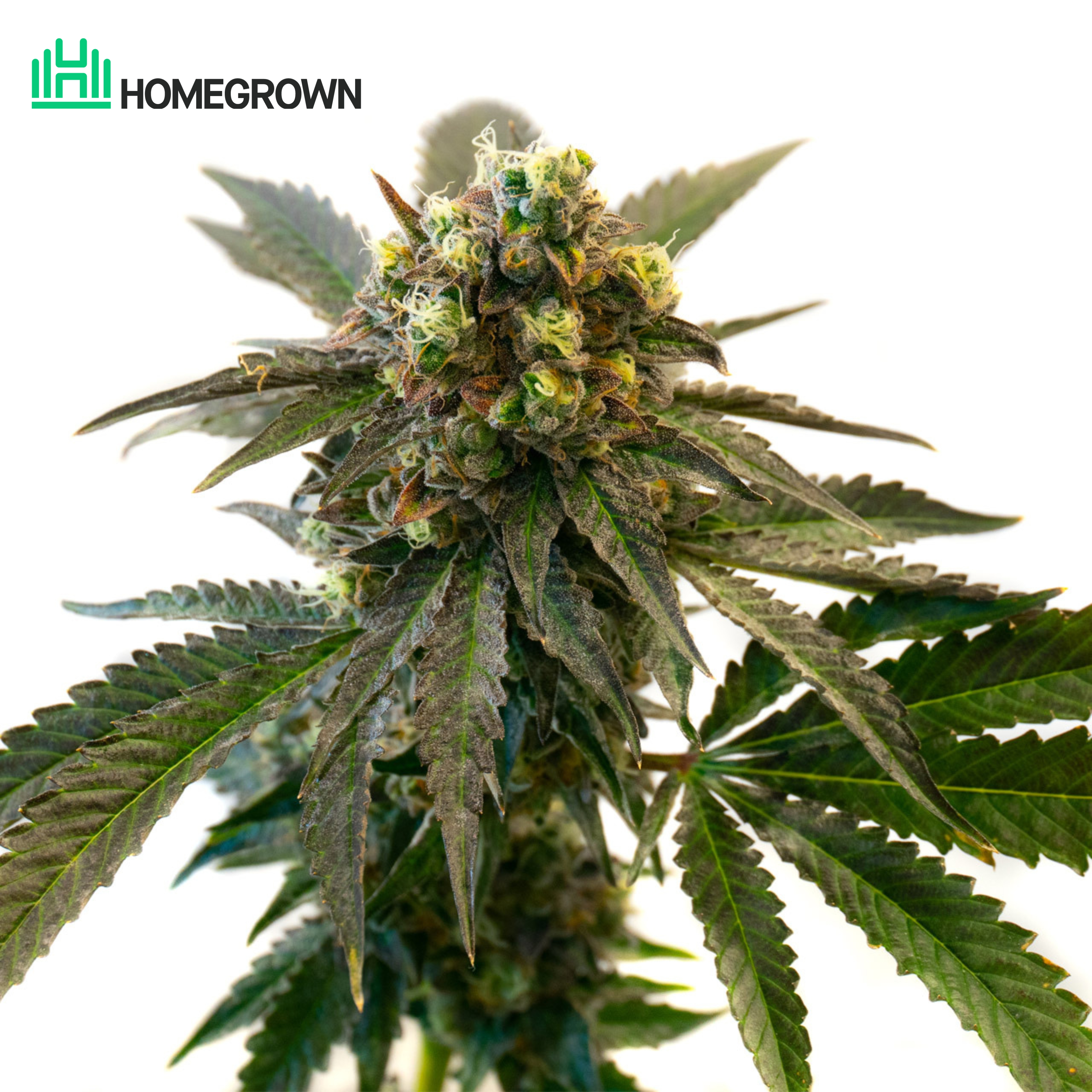 Black Widow Feminized Cannabis Seeds