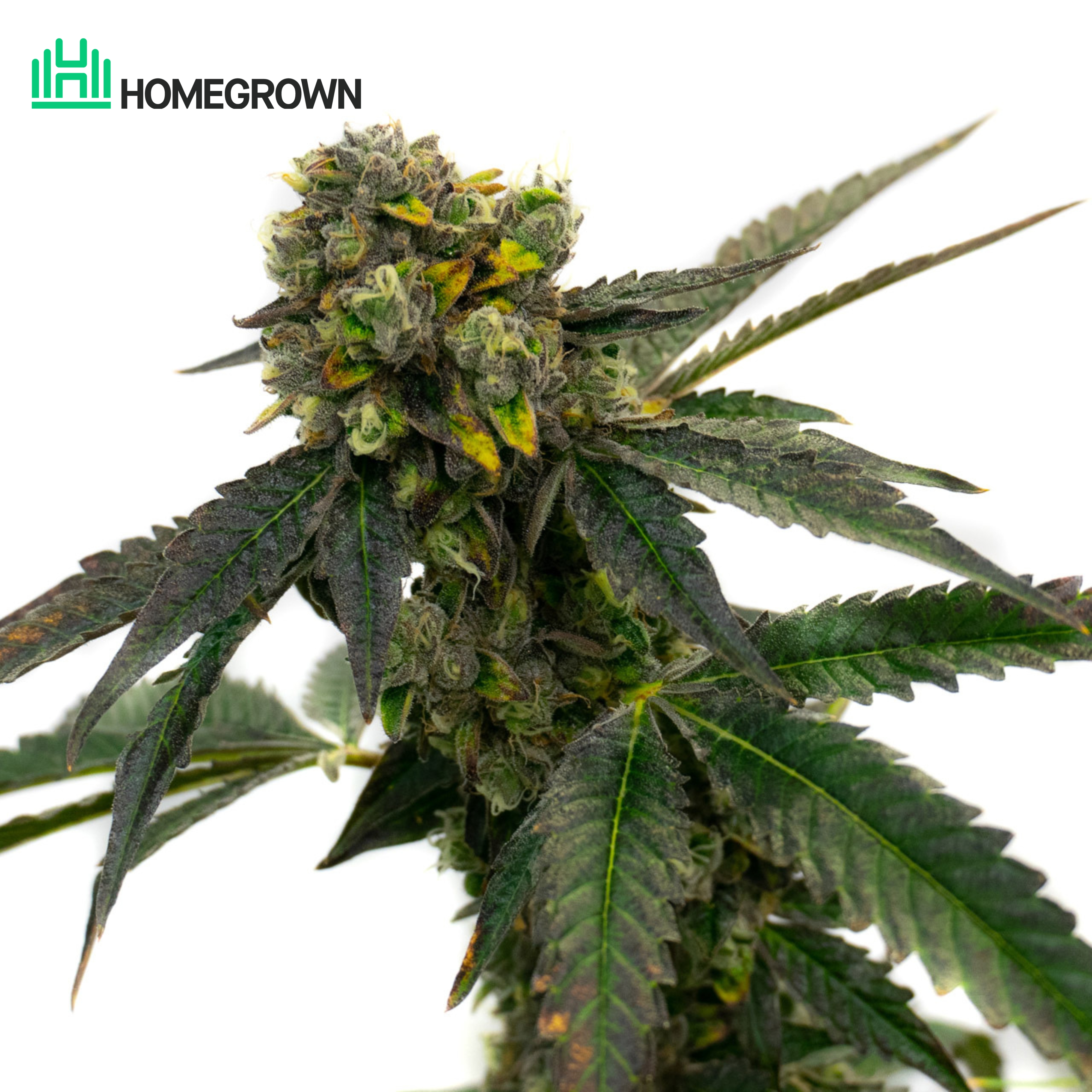 Blackberry Kush Feminized Cannabis Seeds