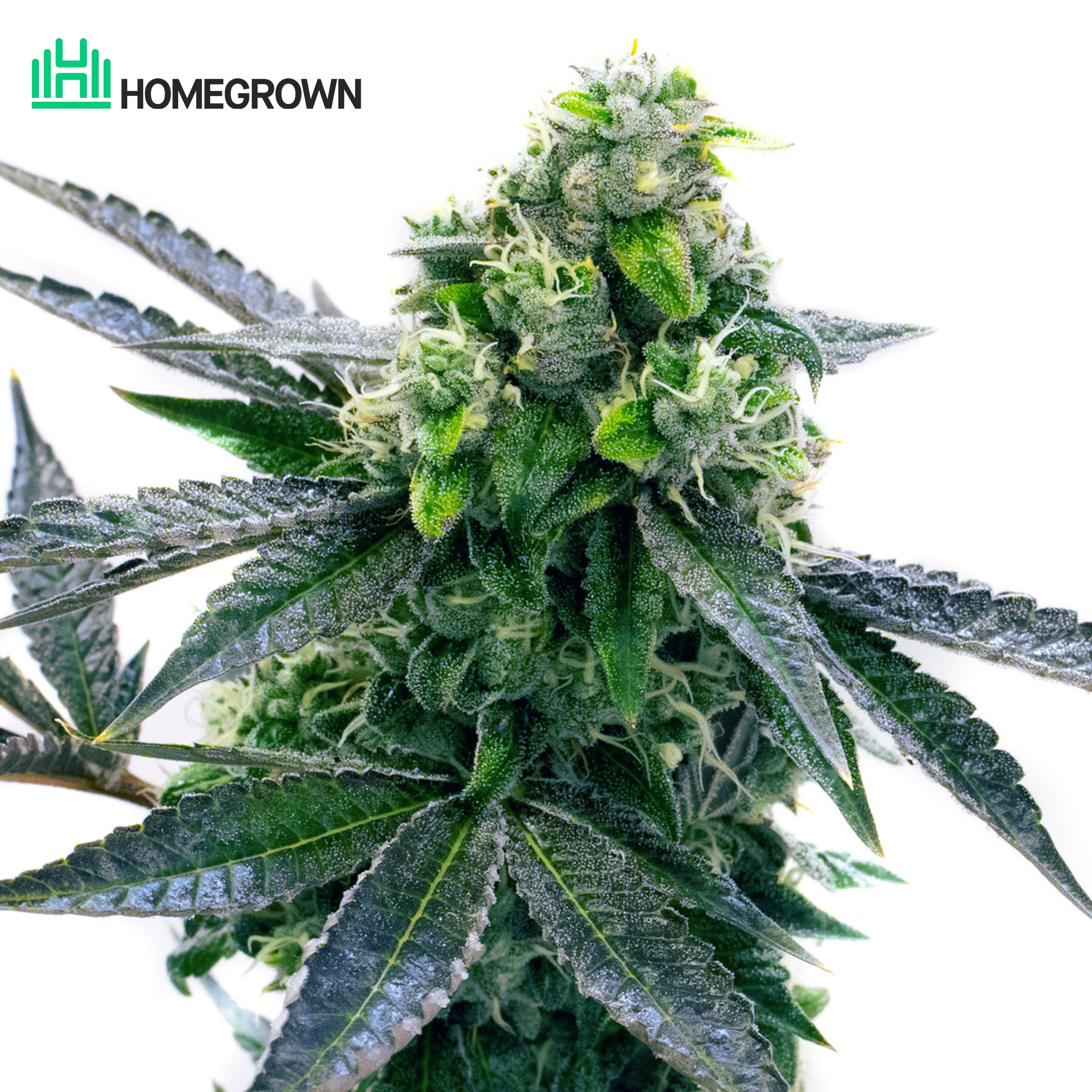 Blue Cheese Autoflower Cannabis Seeds