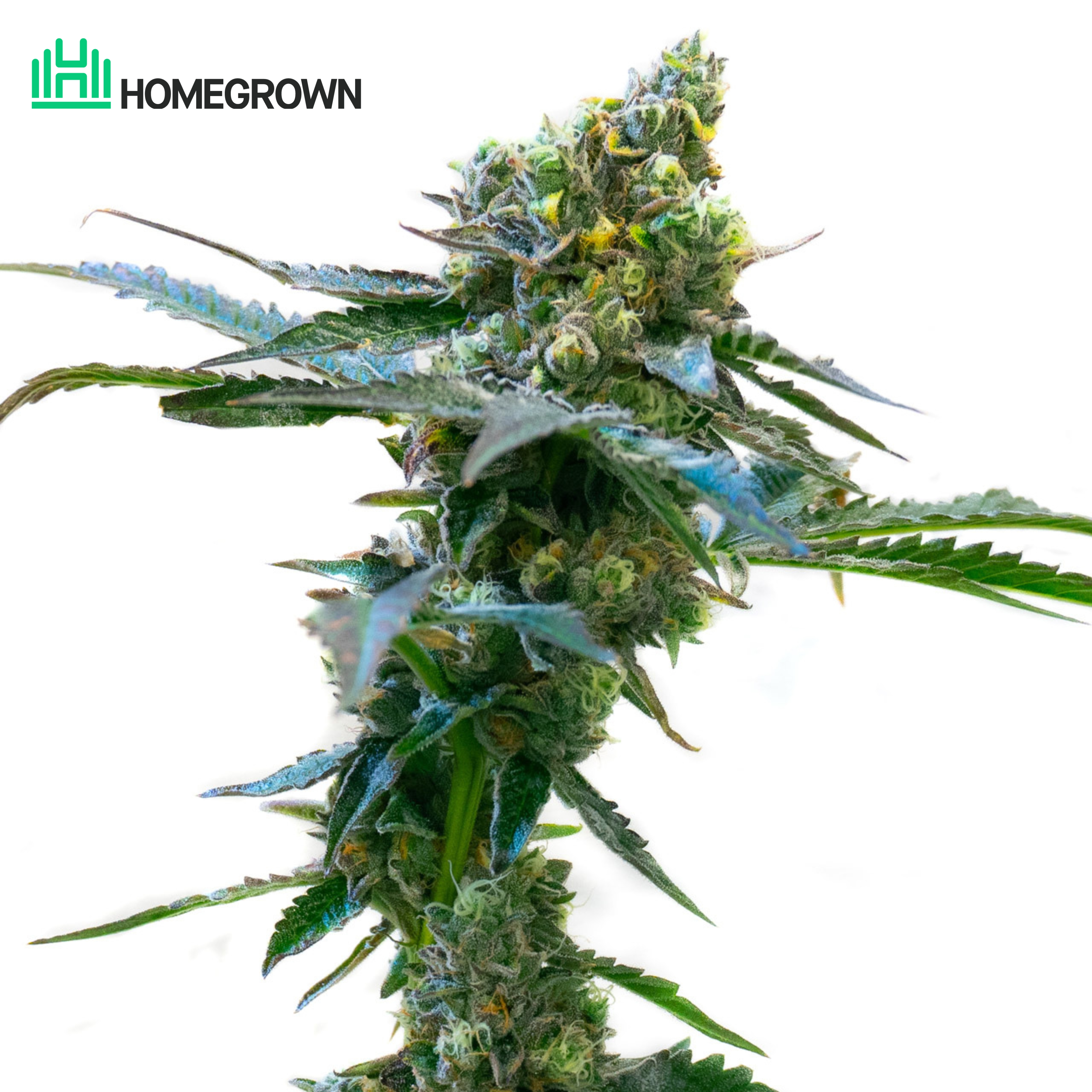 Blue Haze Feminized Cannabis Seeds