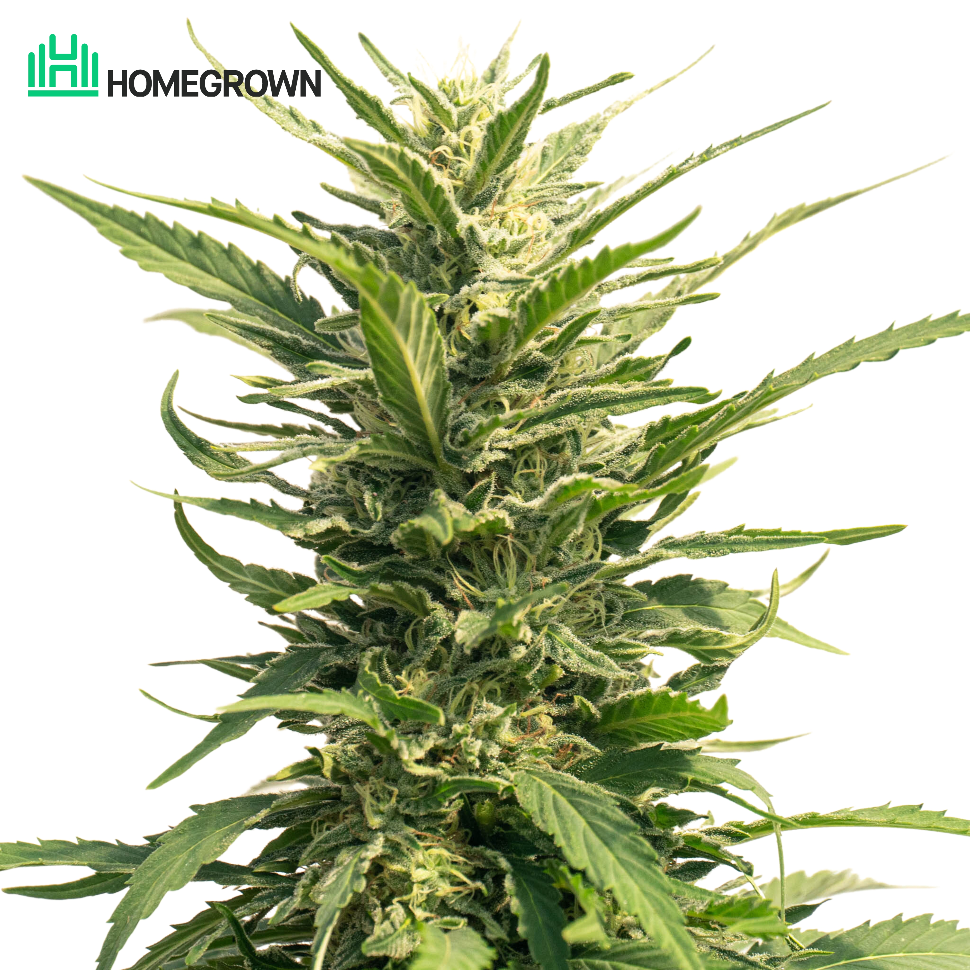 Blue Dream Autoflower Cannabis Seeds