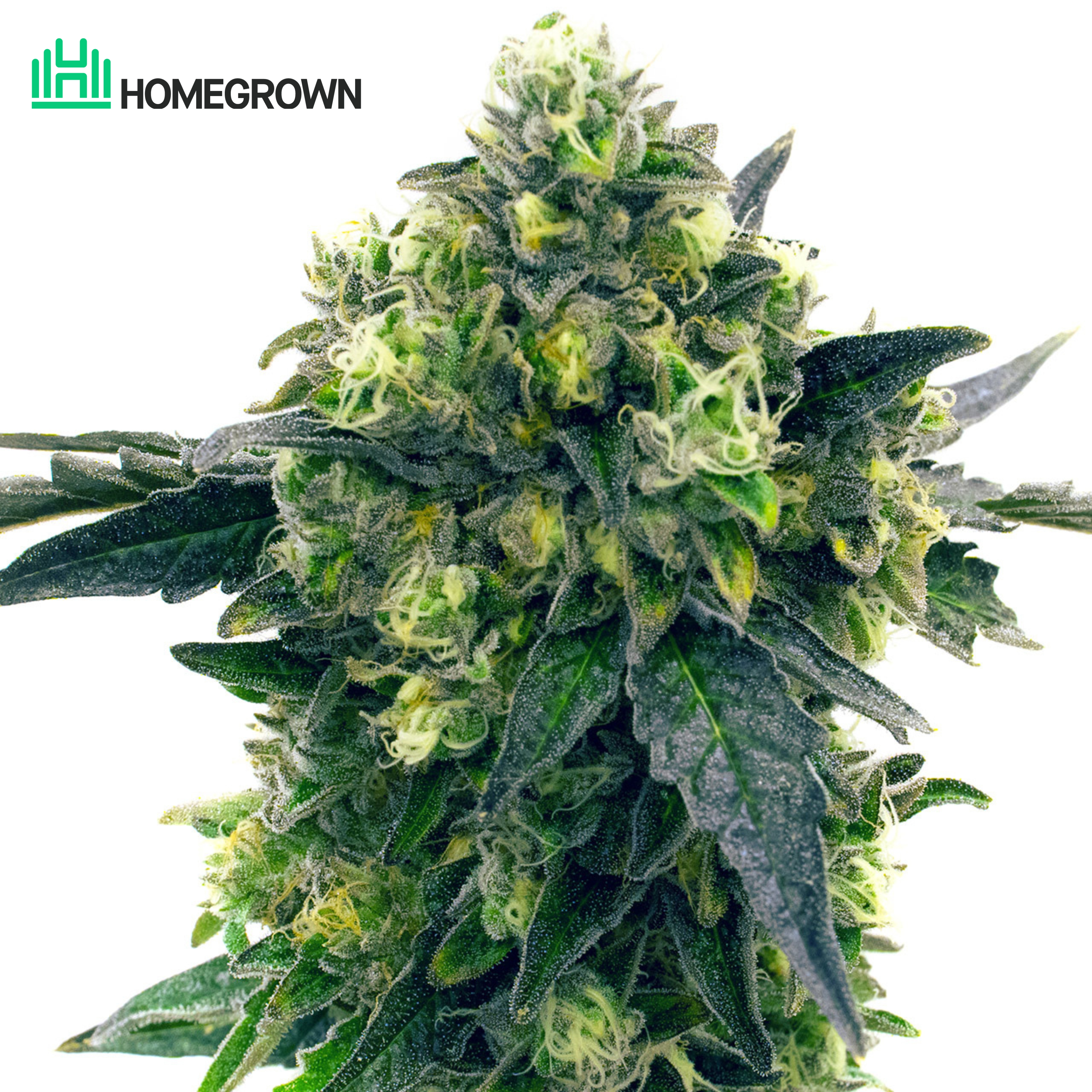 Blue Widow Feminized Cannabis Seeds