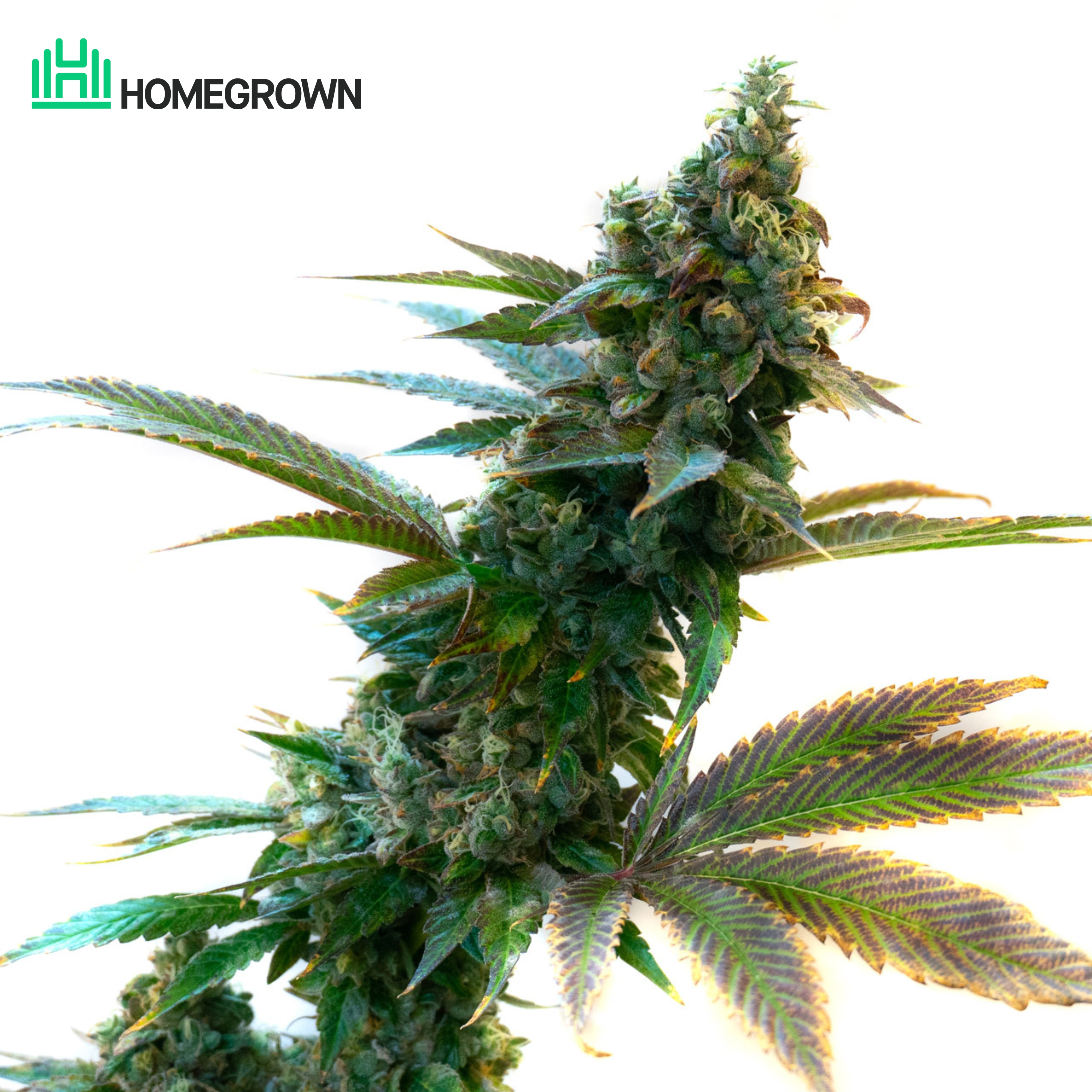 Blueberry Feminized Cannabis Seeds