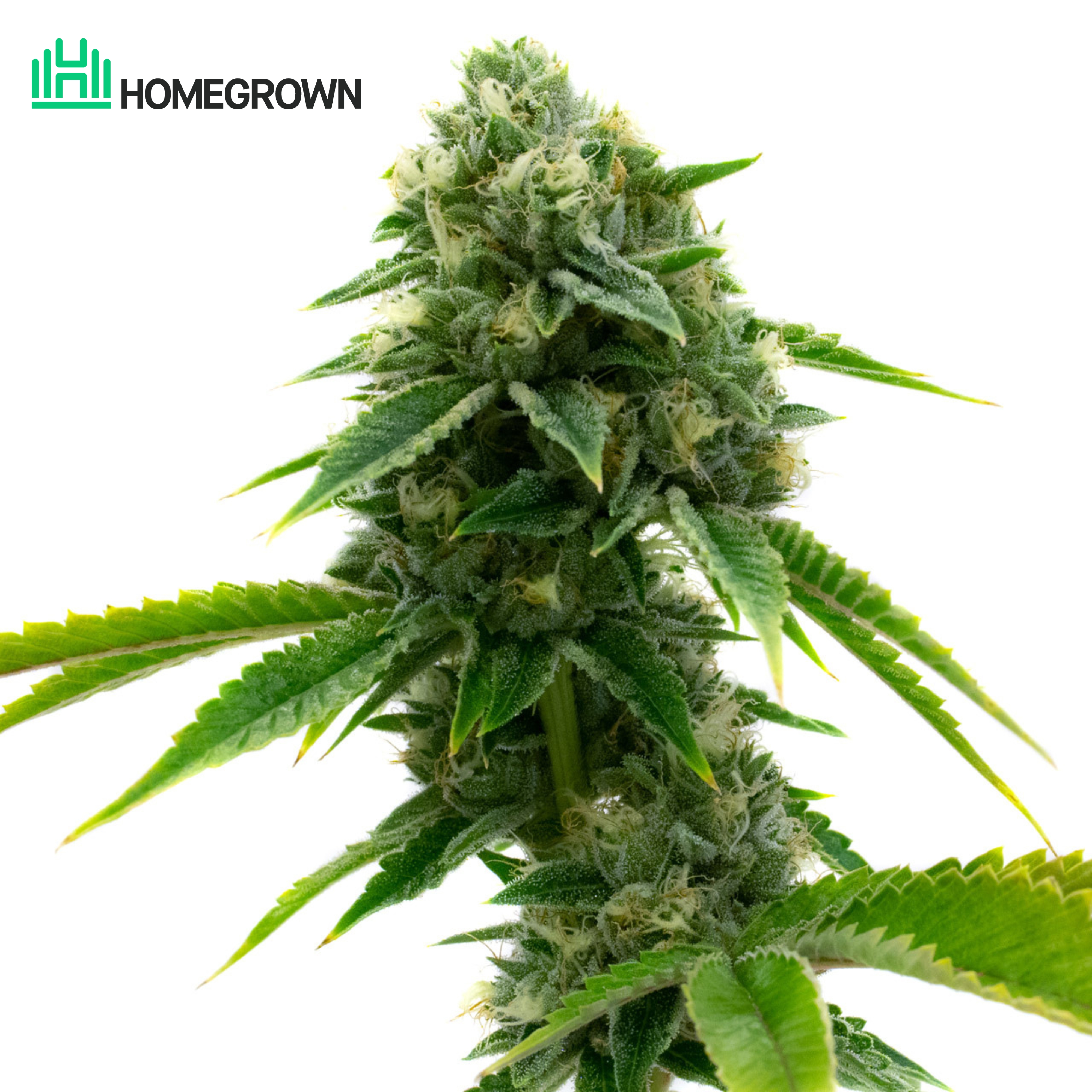 California Dream Feminized Cannabis Seeds