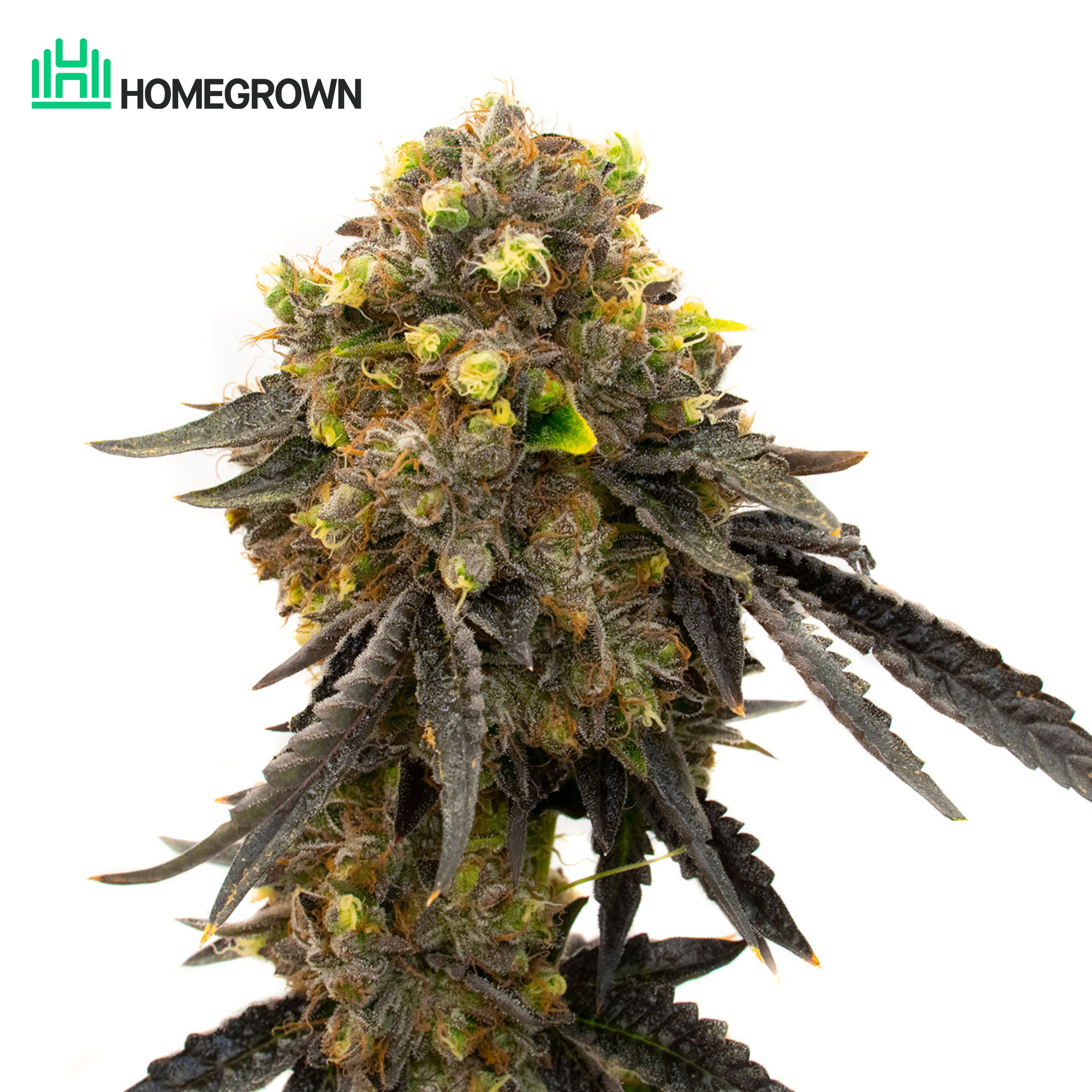 Bruce Banner Feminized Cannabis Seeds