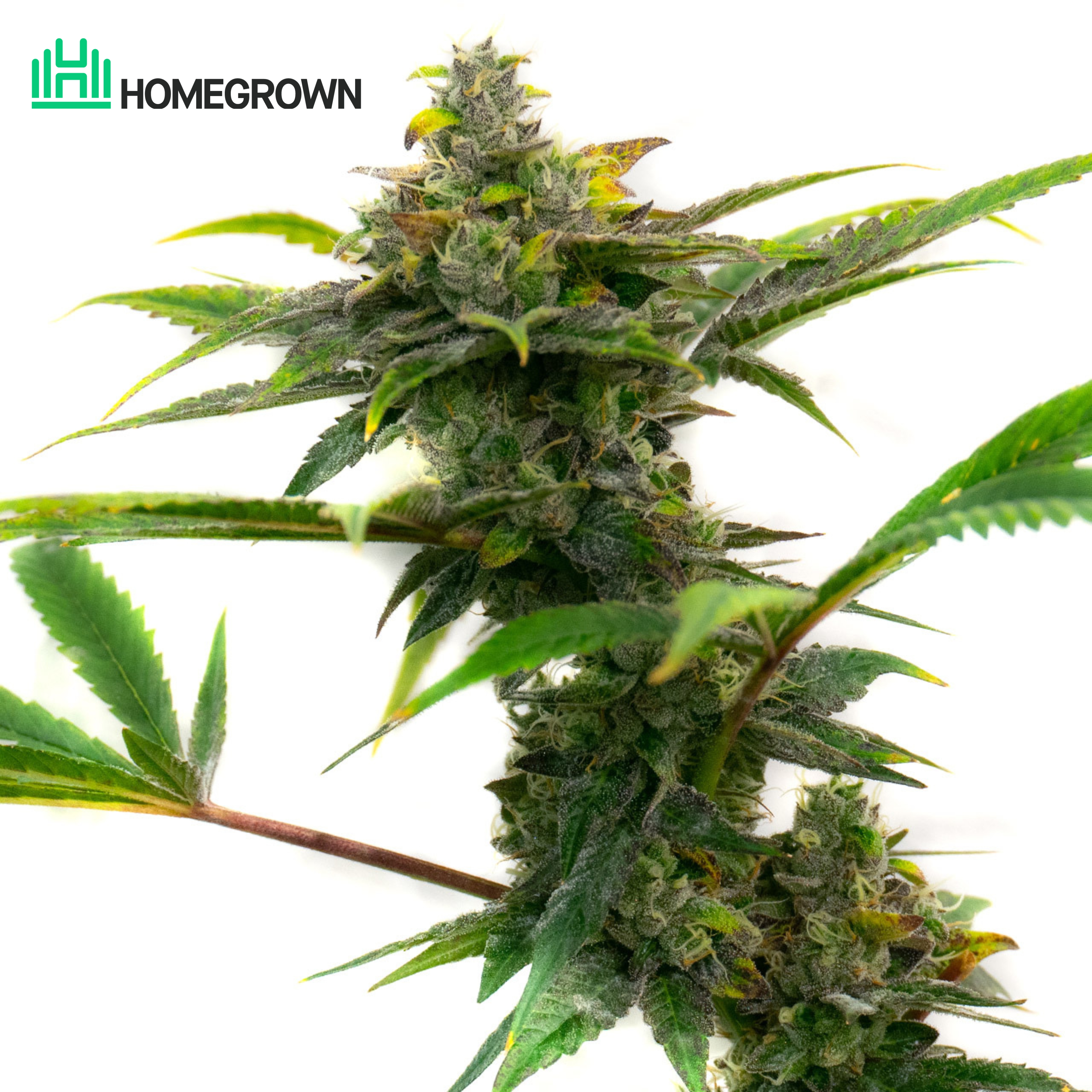 Bubba Kush Feminized Cannabis Seeds
