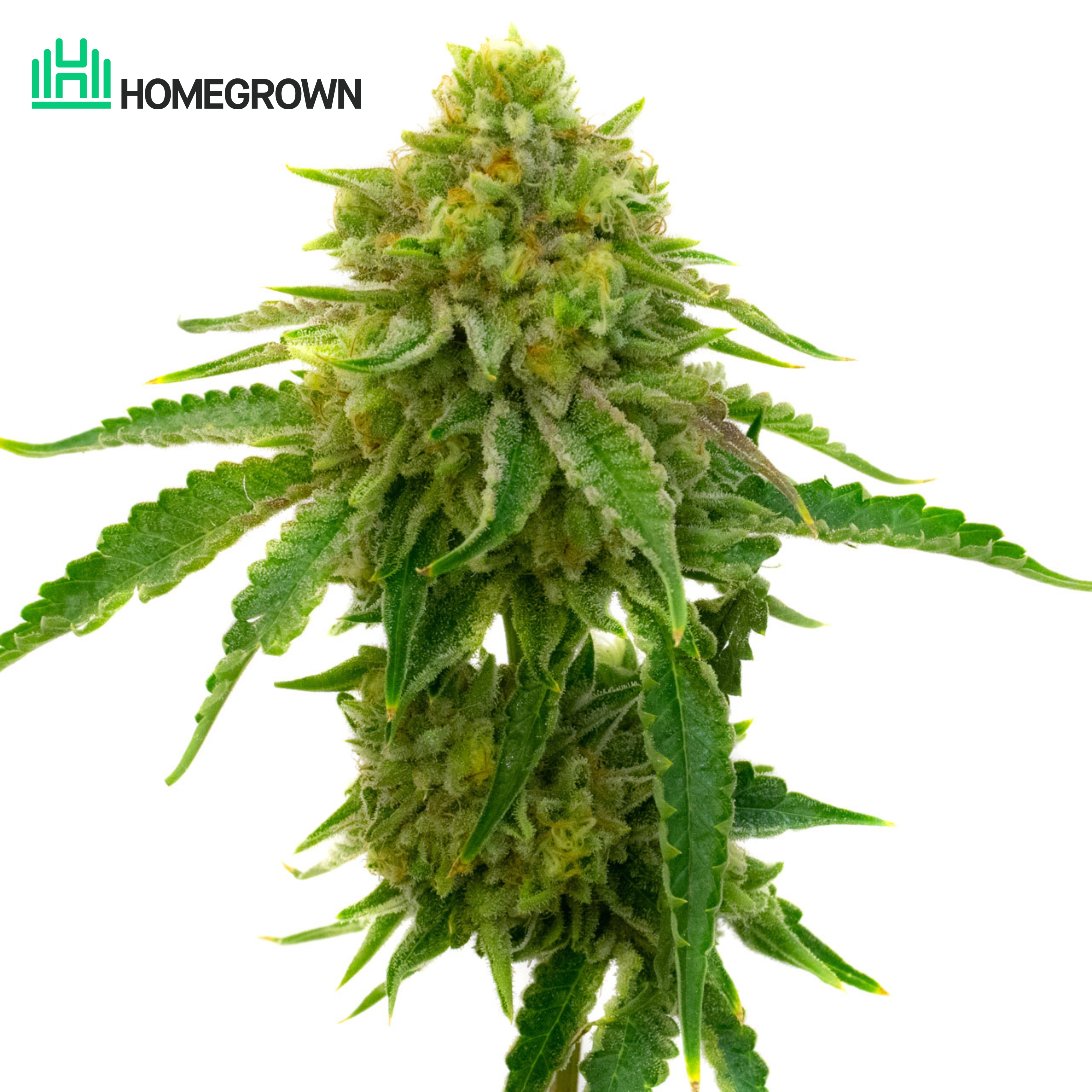 Bubblegum Feminized Cannabis Seeds