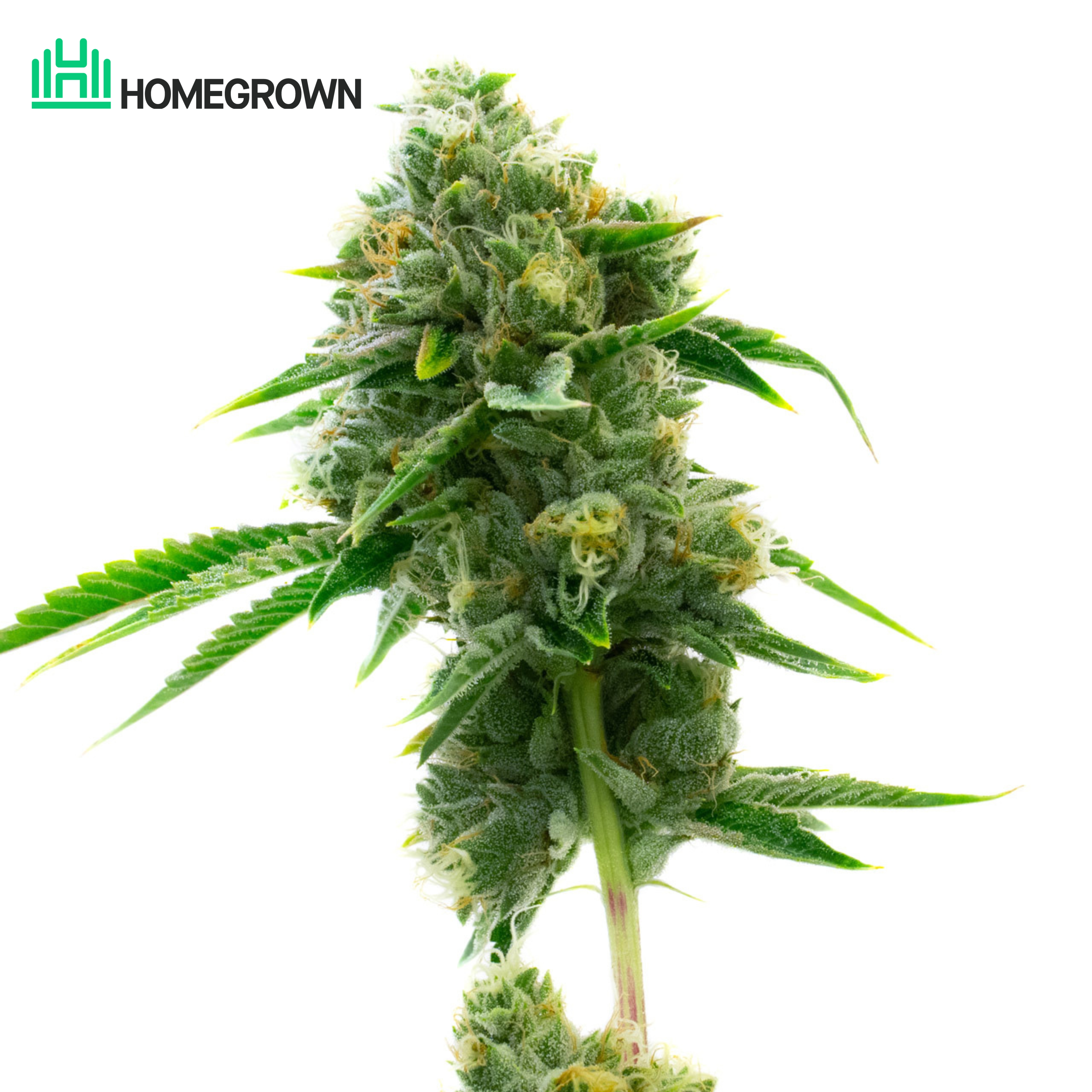 Chronic Widow Feminized Cannabis Seeds