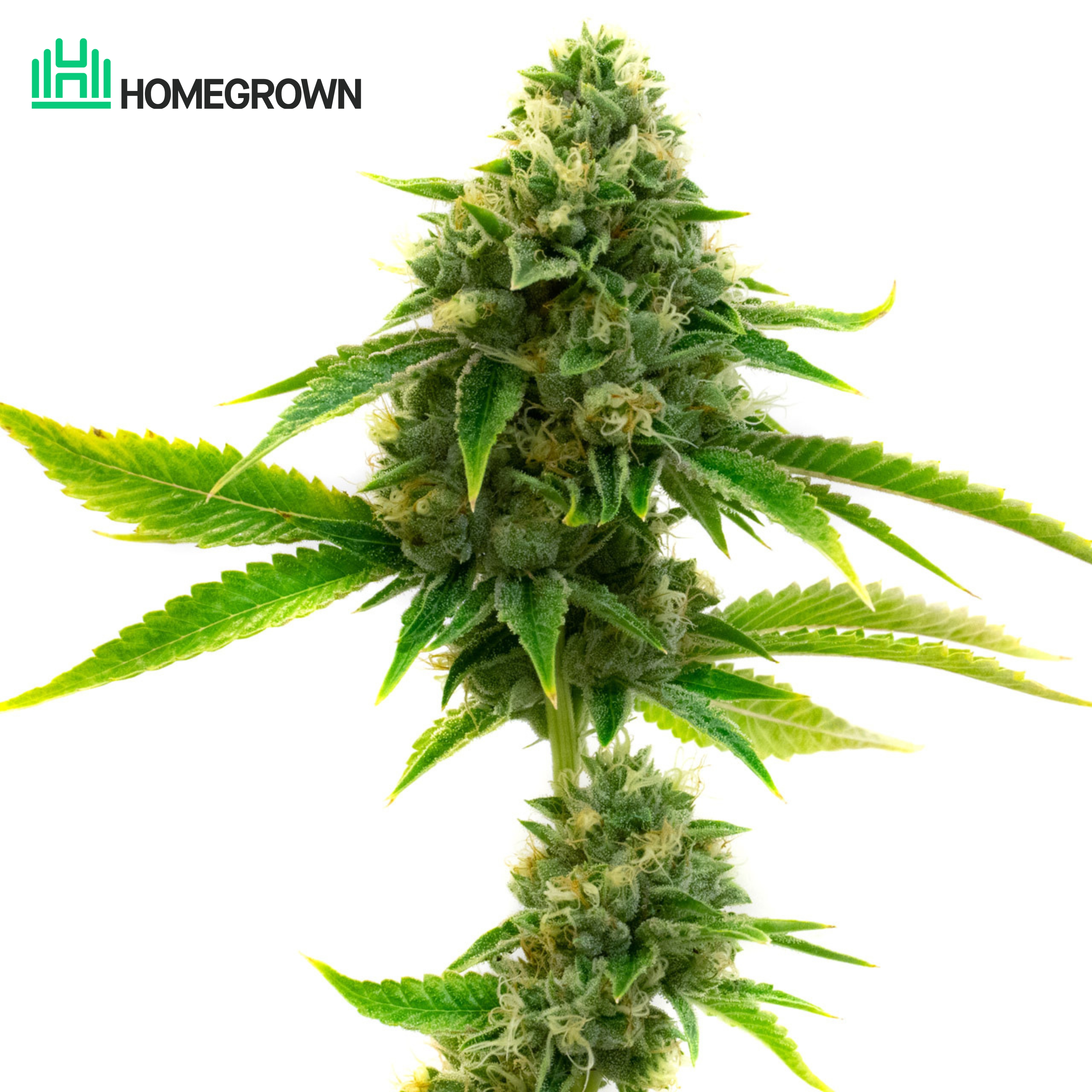 Chemdog #4 Feminized Cannabis Seeds
