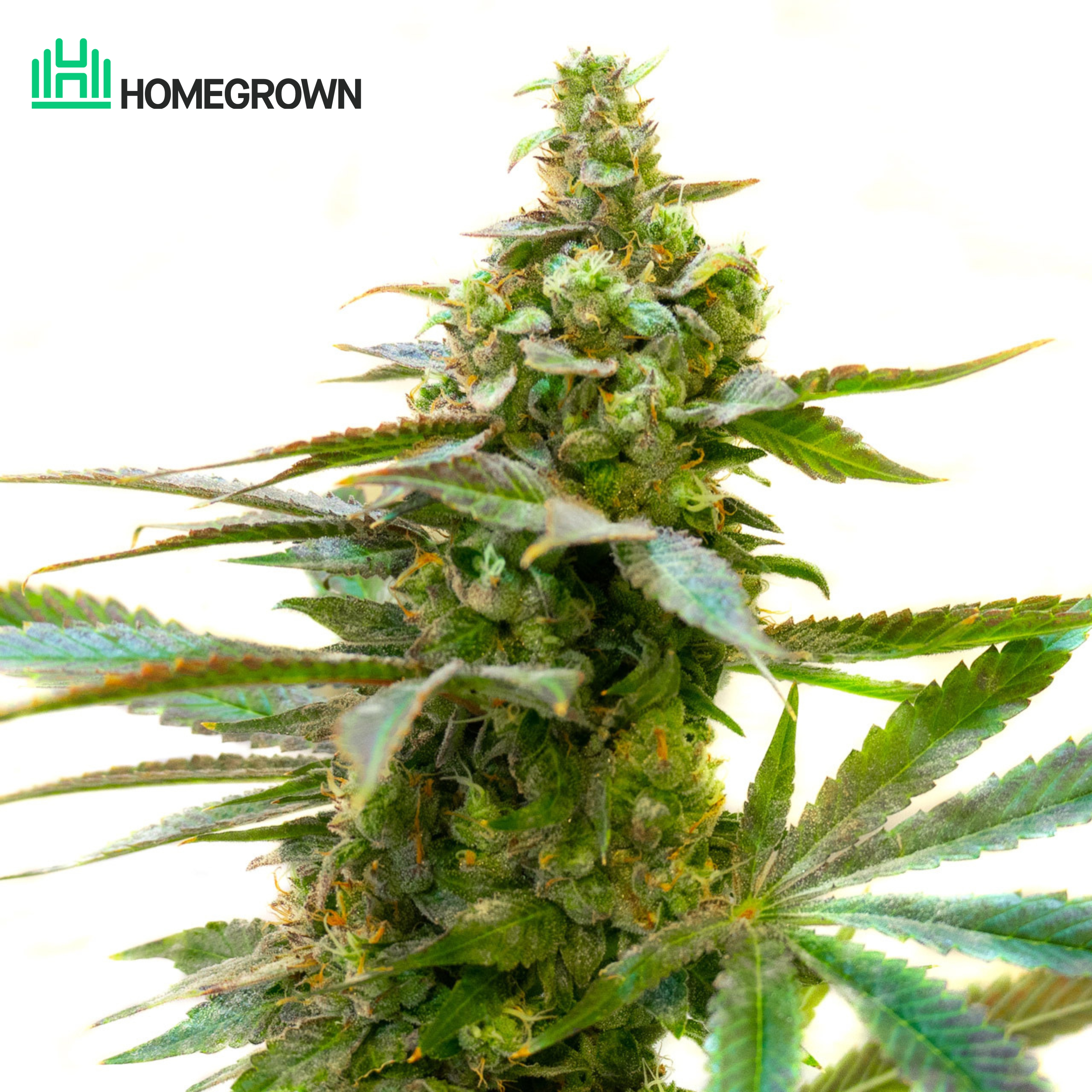 Critical Mass Feminized Cannabis Seeds