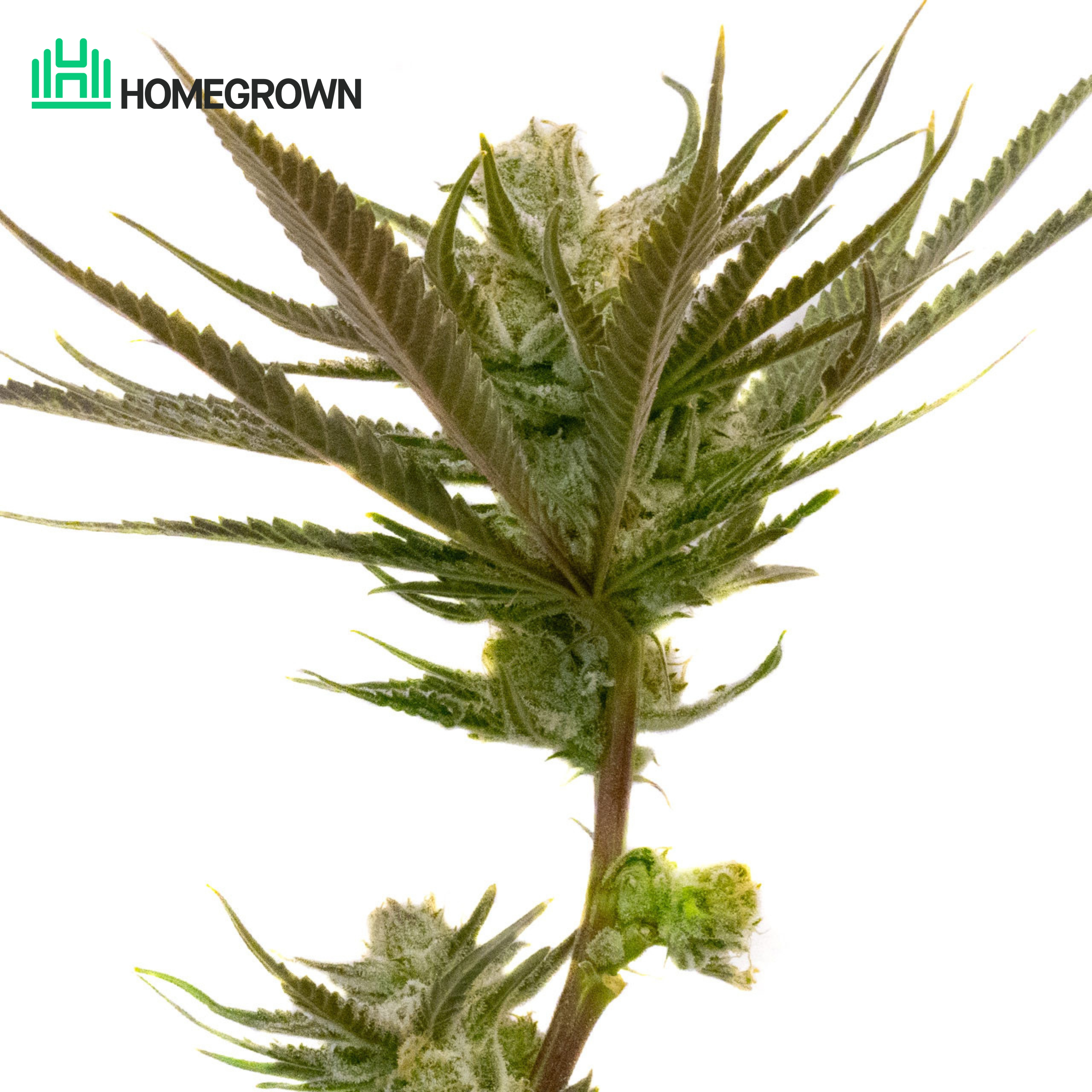 Critical Purple Autoflower Cannabis Seeds