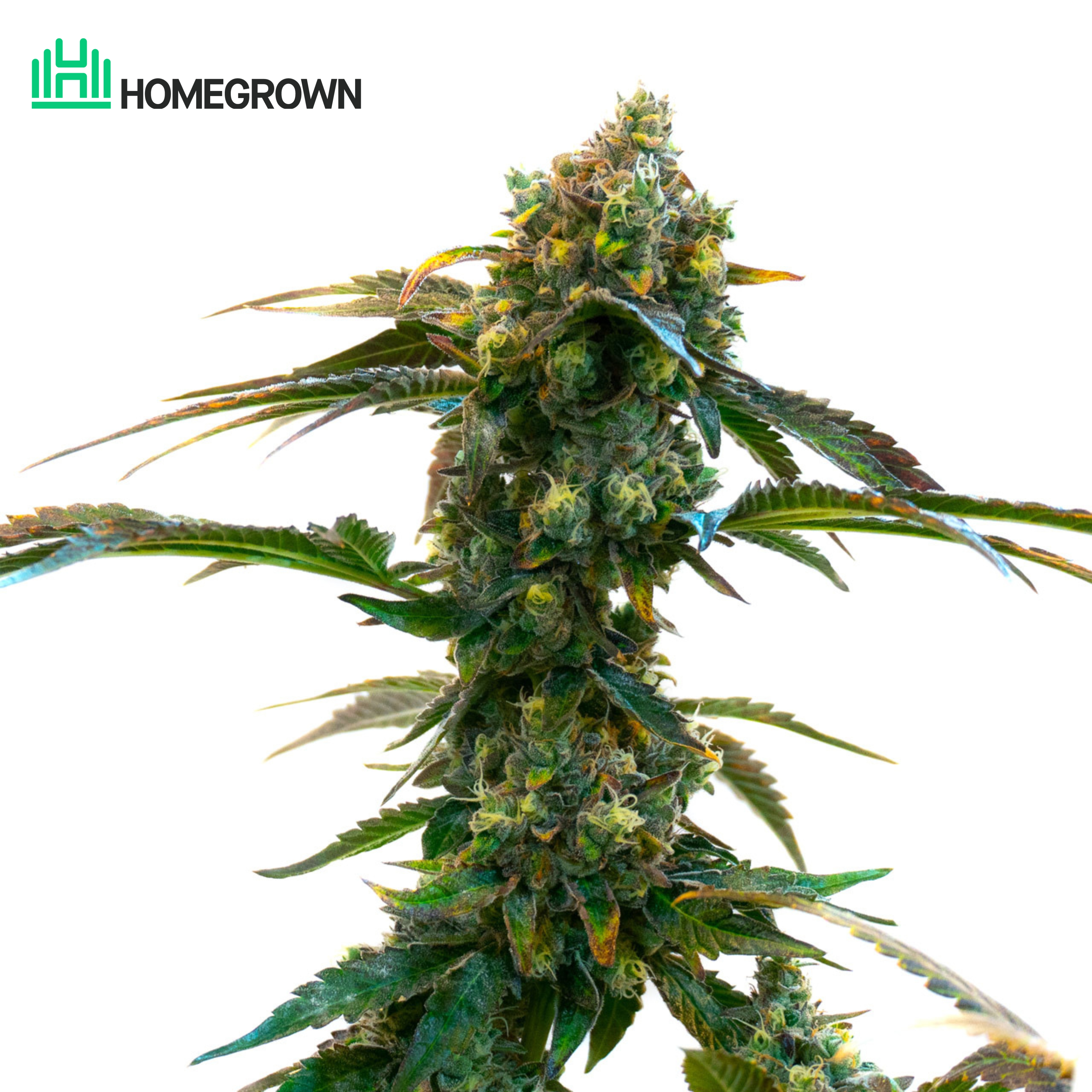 Do-si-dos Feminized Cannabis Seeds