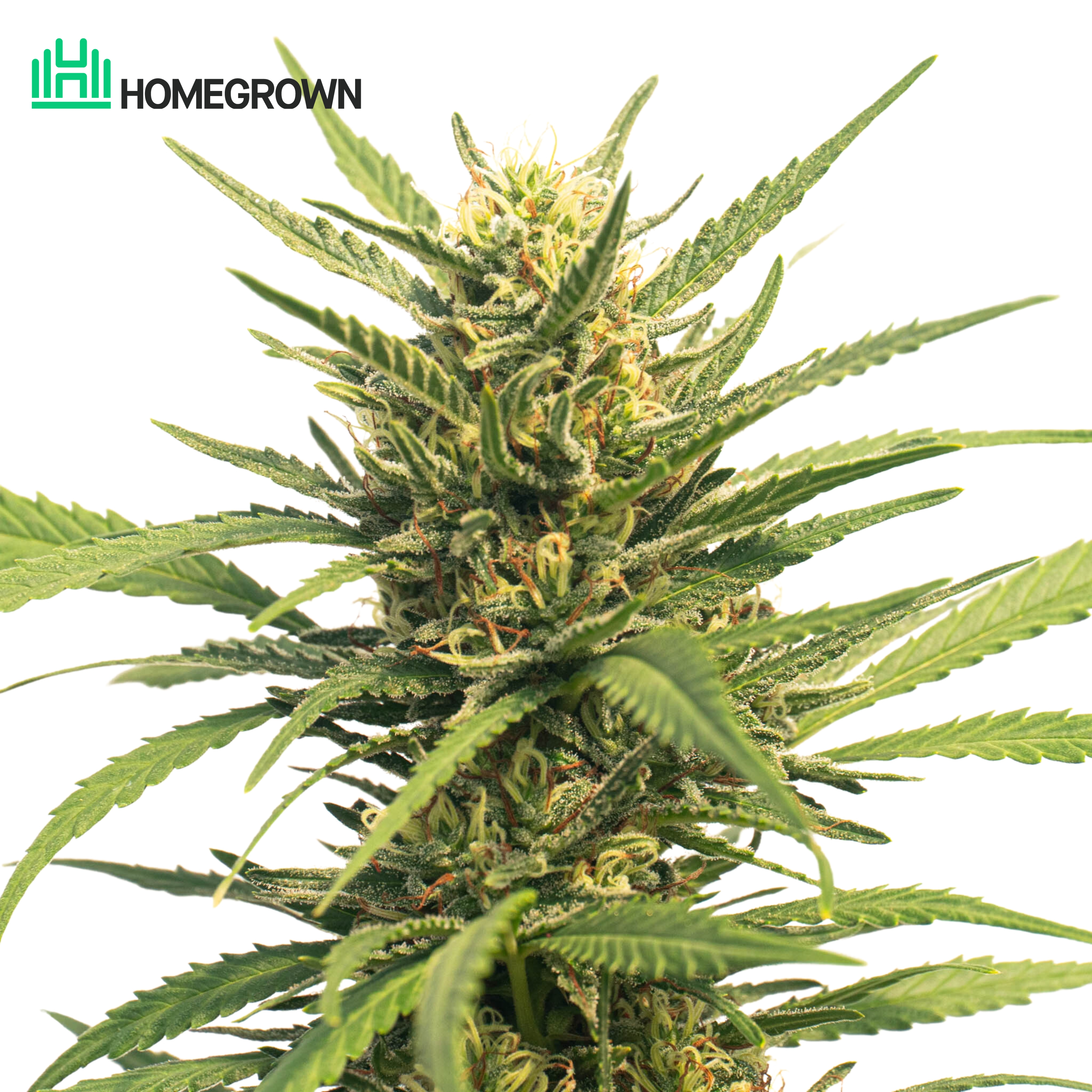 Durban Poison Autoflower Cannabis Seeds